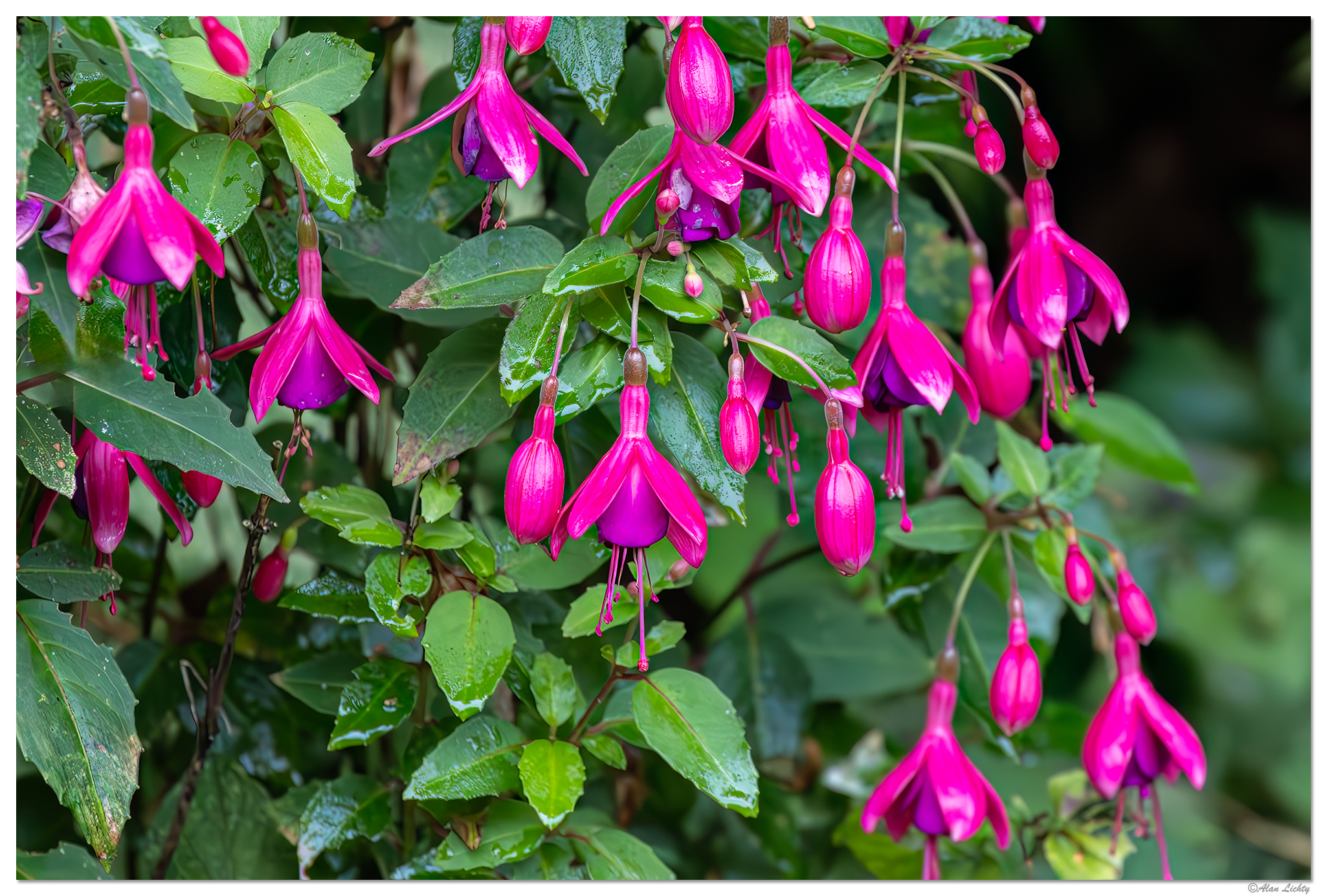 CR5ii_Fuchsia082324.jpg