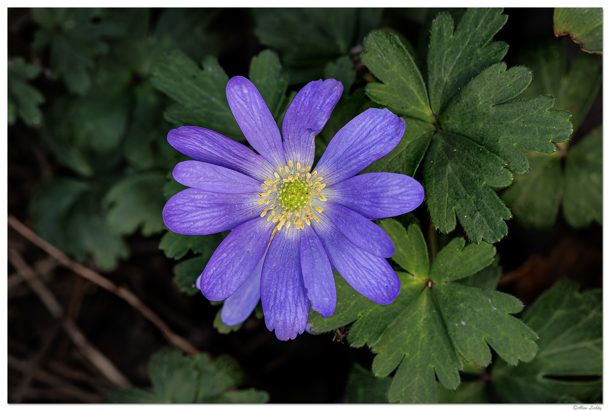 CR5m2_Anemone032626.jpg