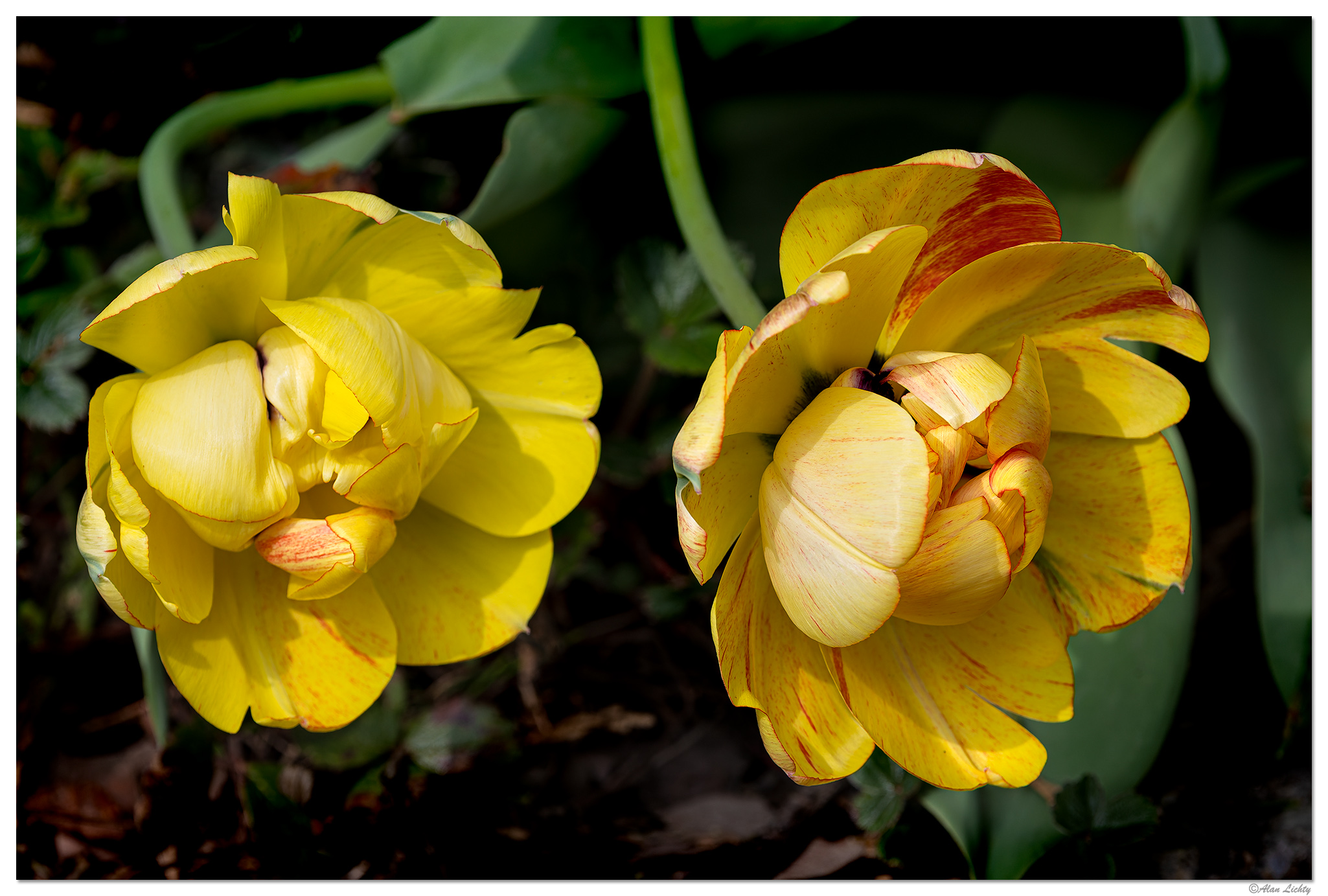 CR5m2_AskebonoTulip033025.jpg