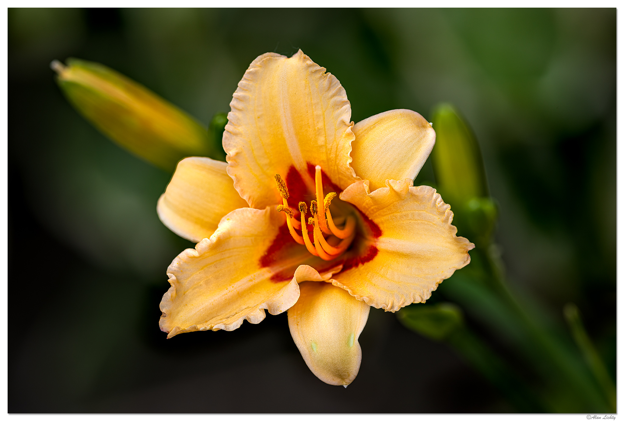 CR5m2_AssortedDLilies1062725.jpg