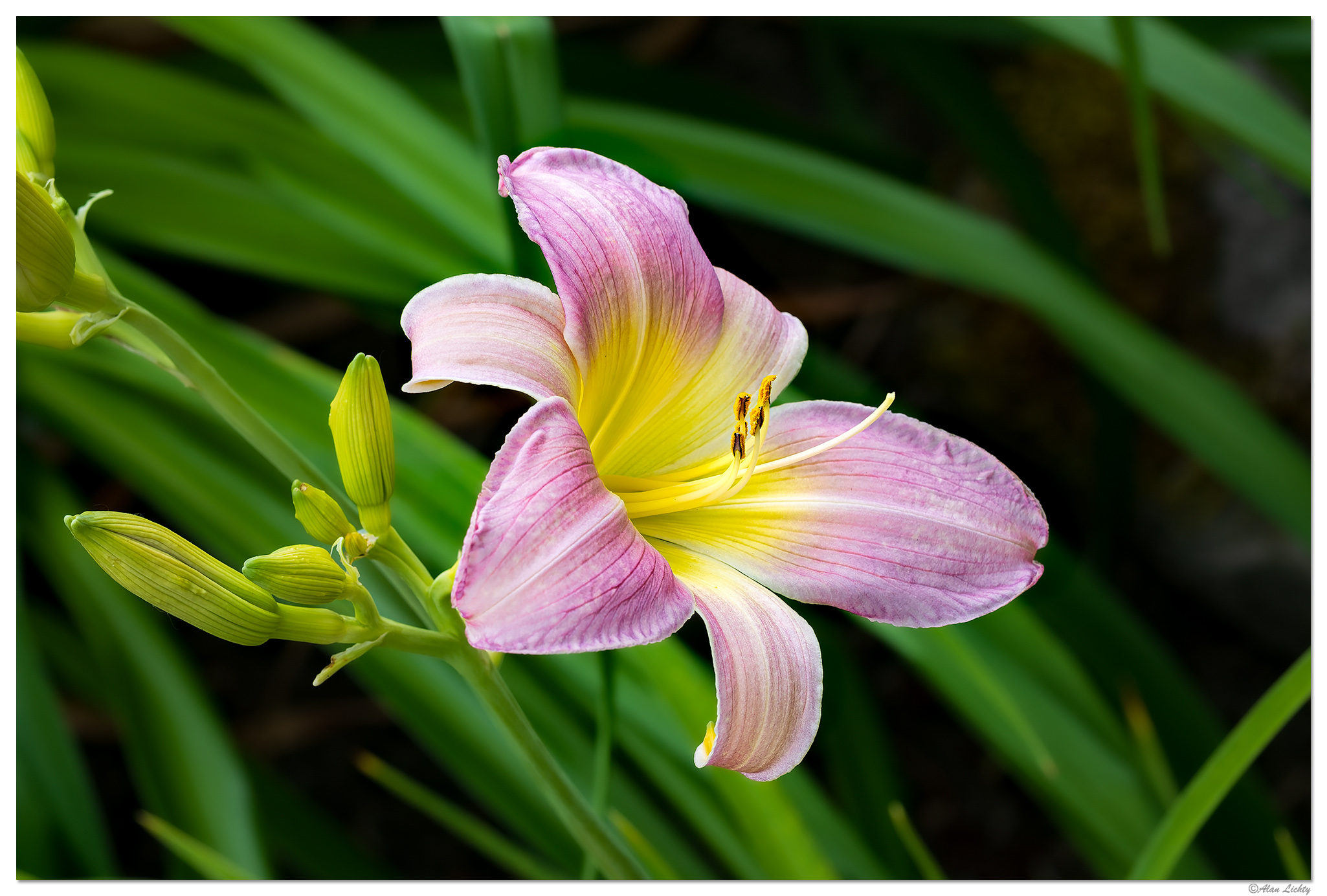 CR5m2_AssortedDLilies2062725.jpg