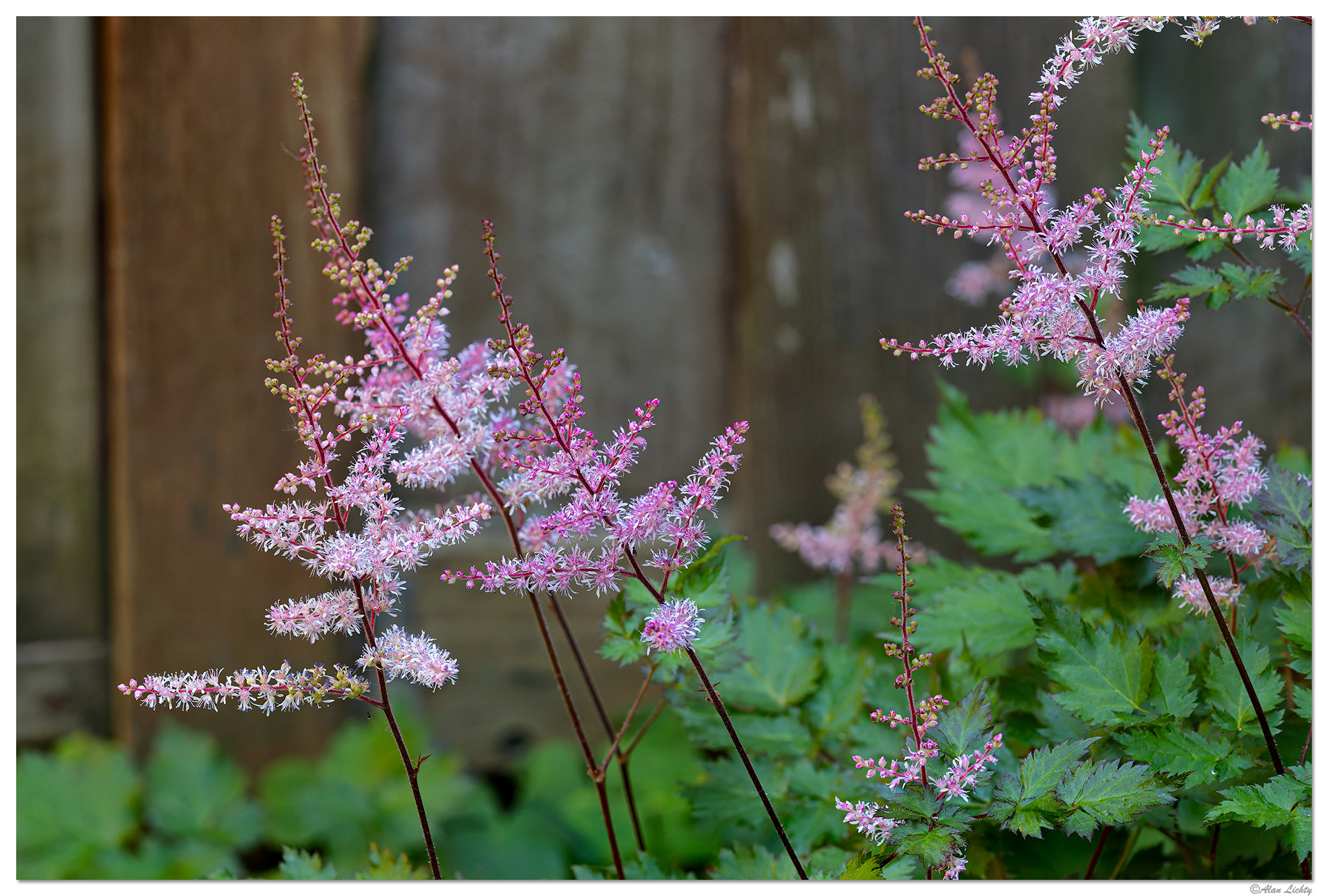 CR5m2_Astilbe1072726.jpg