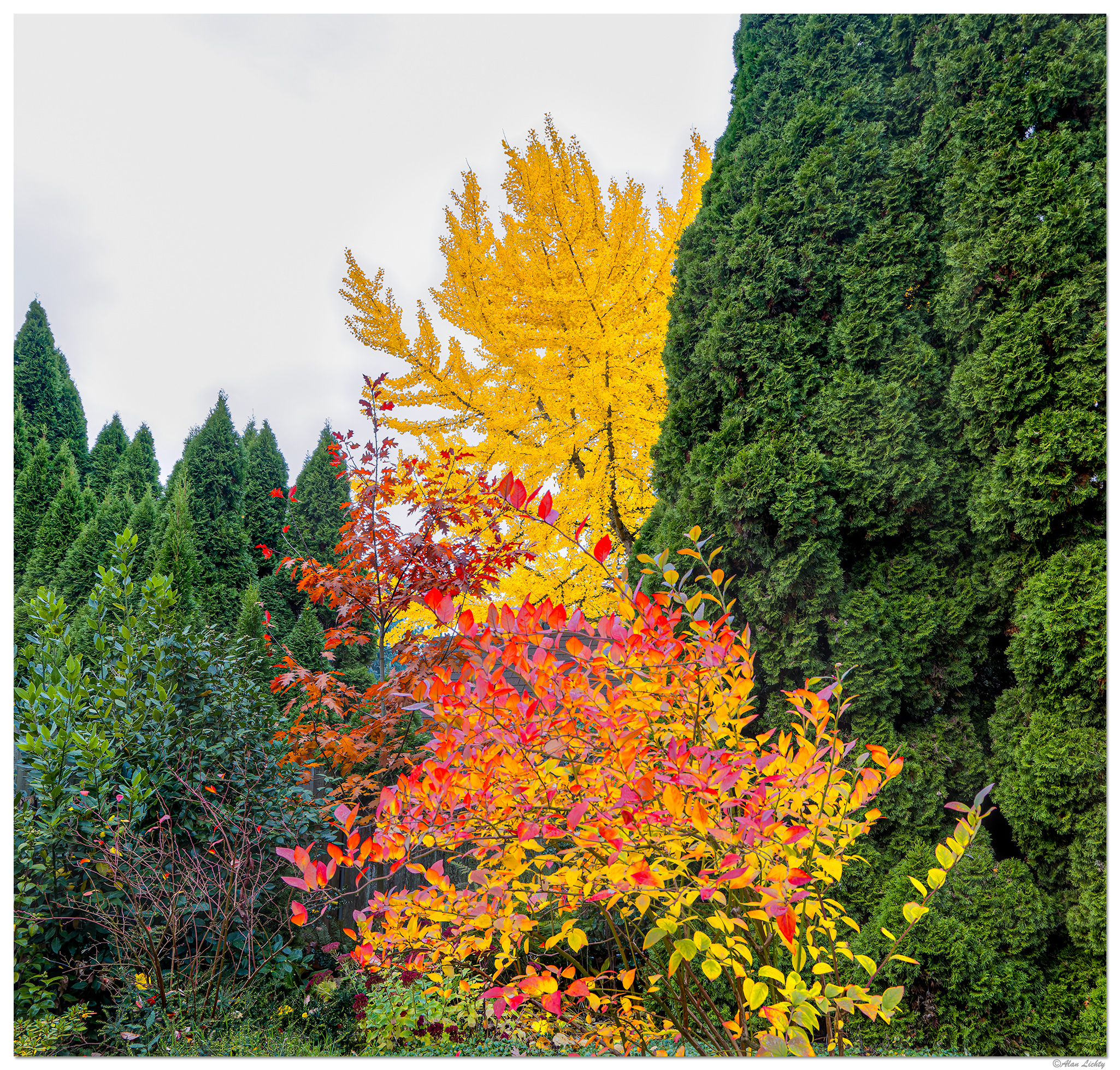 CR5m2_BBerryOakGinkgo111024.jpg