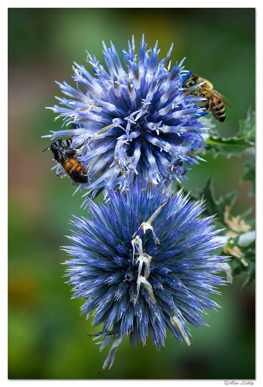 CR5m2_BeesEchinops082324.jpg