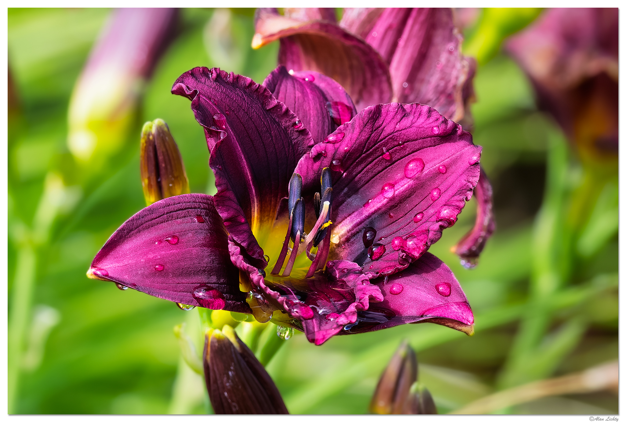 CR5m2_BlackLily062626.jpg