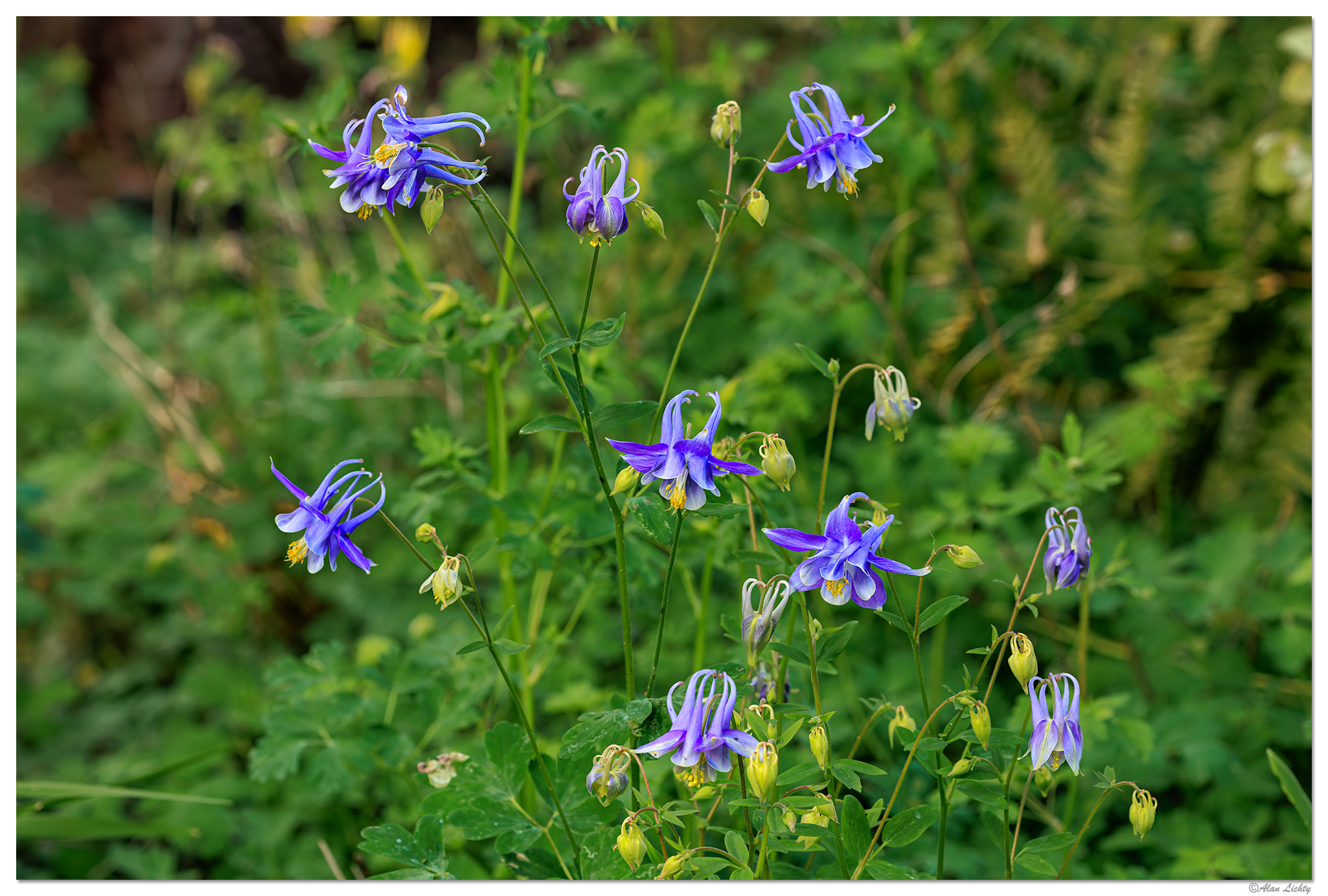 CR5m2_BlueColumbine051026.jpg