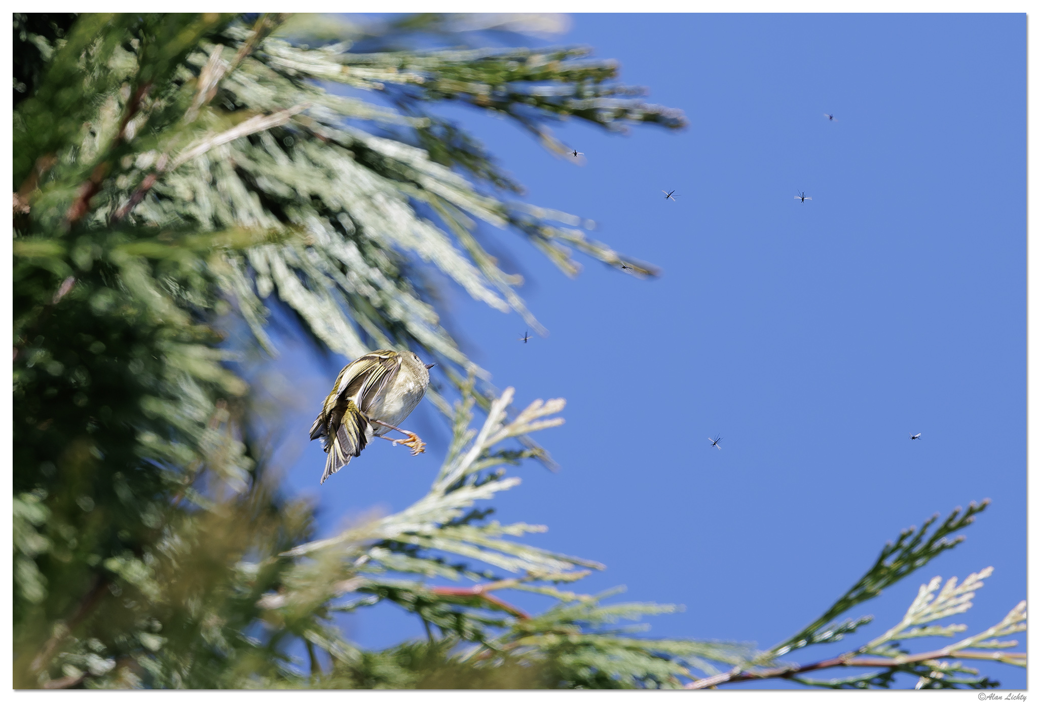 CR5m2_Bushtit030525-1.jpg