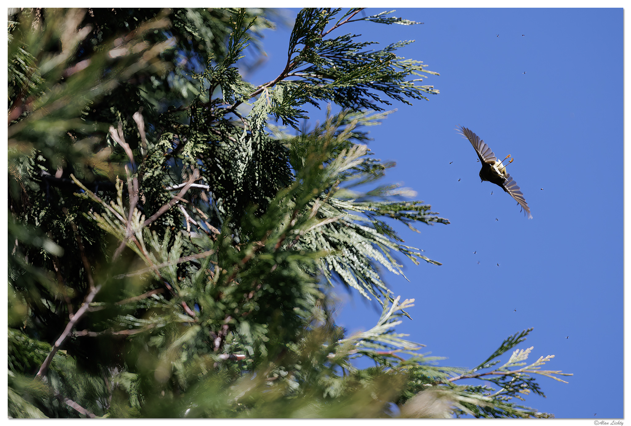 CR5m2_Bushtit030525-3.jpg
