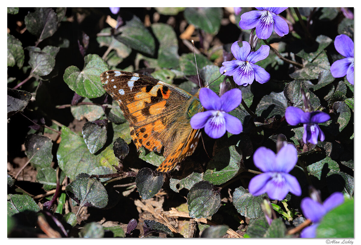 CR5m2_Butterfly032726.jpg