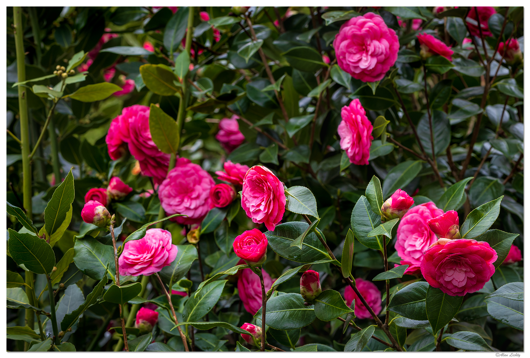 CR5m2_Camellia031926.jpg