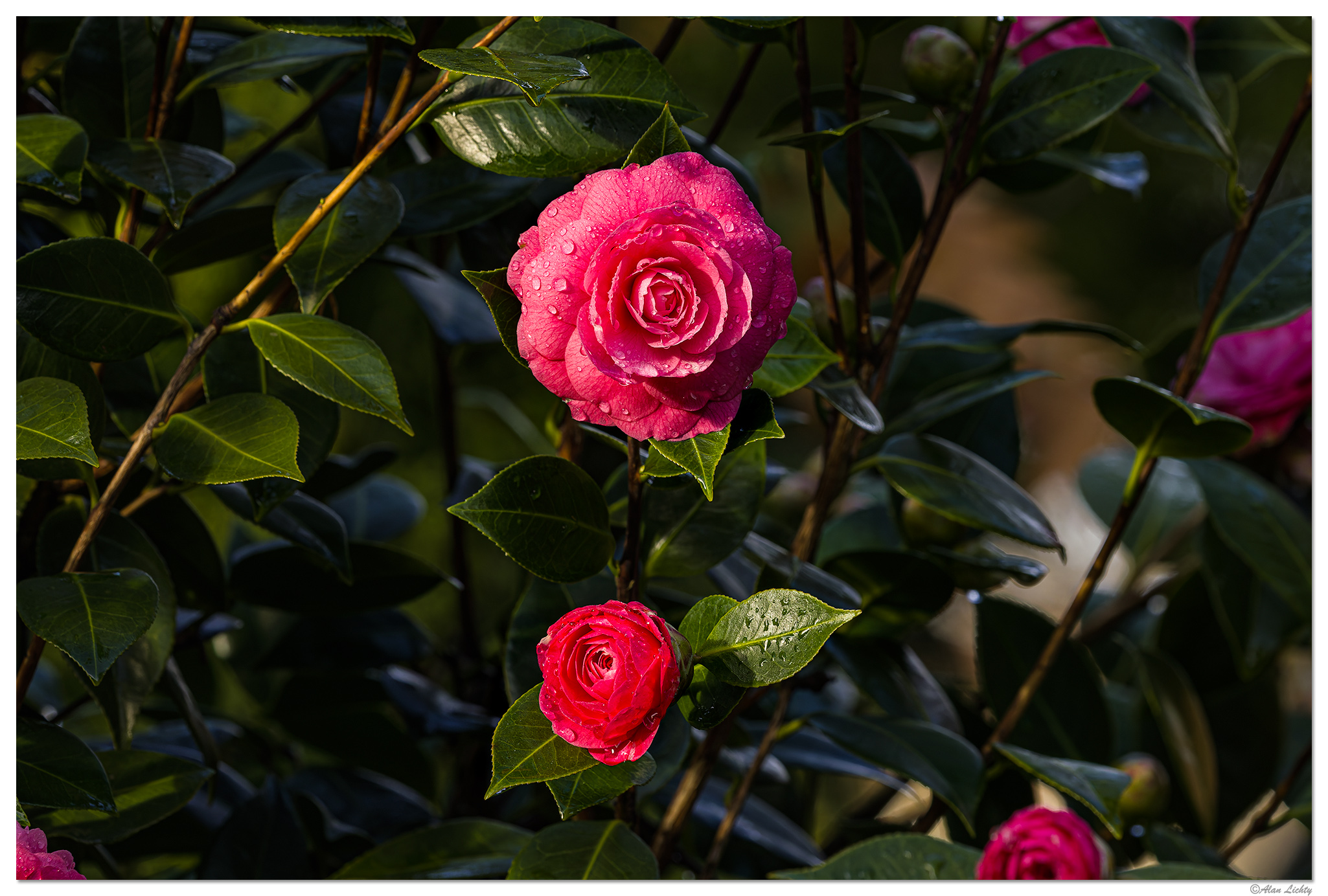 CR5m2_Camellia1031426.jpg
