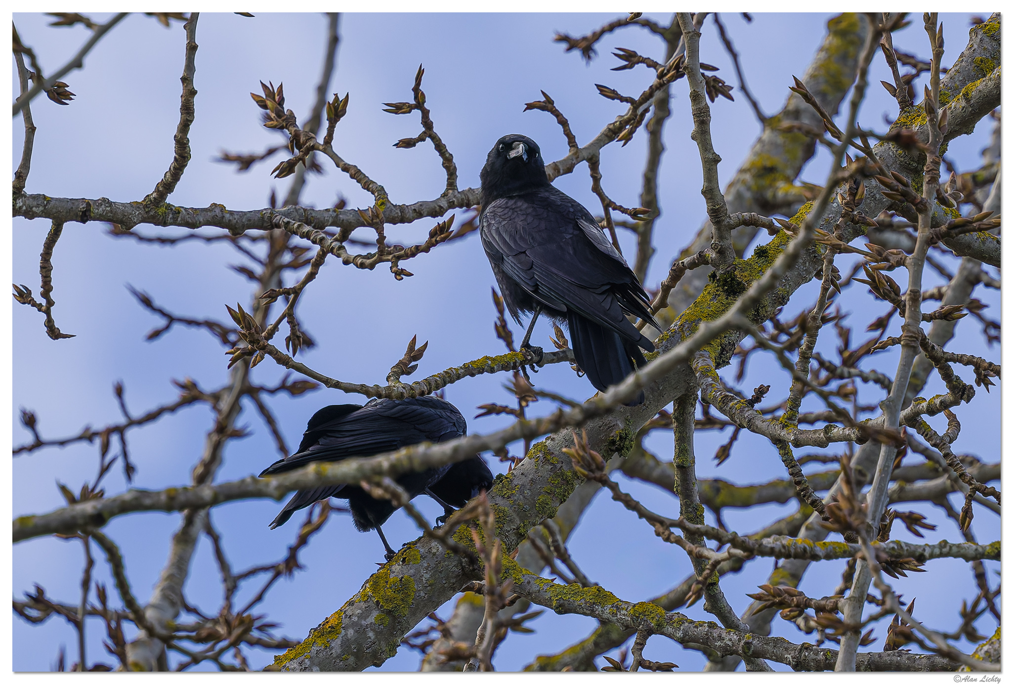 CR5m2_Crows030126.jpg