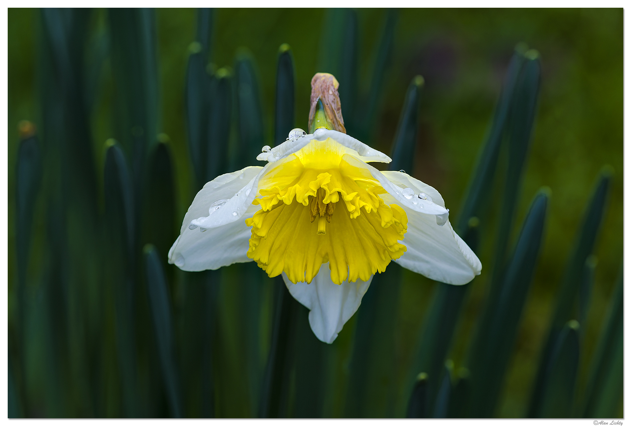 CR5m2_Daffodil030426.jpg