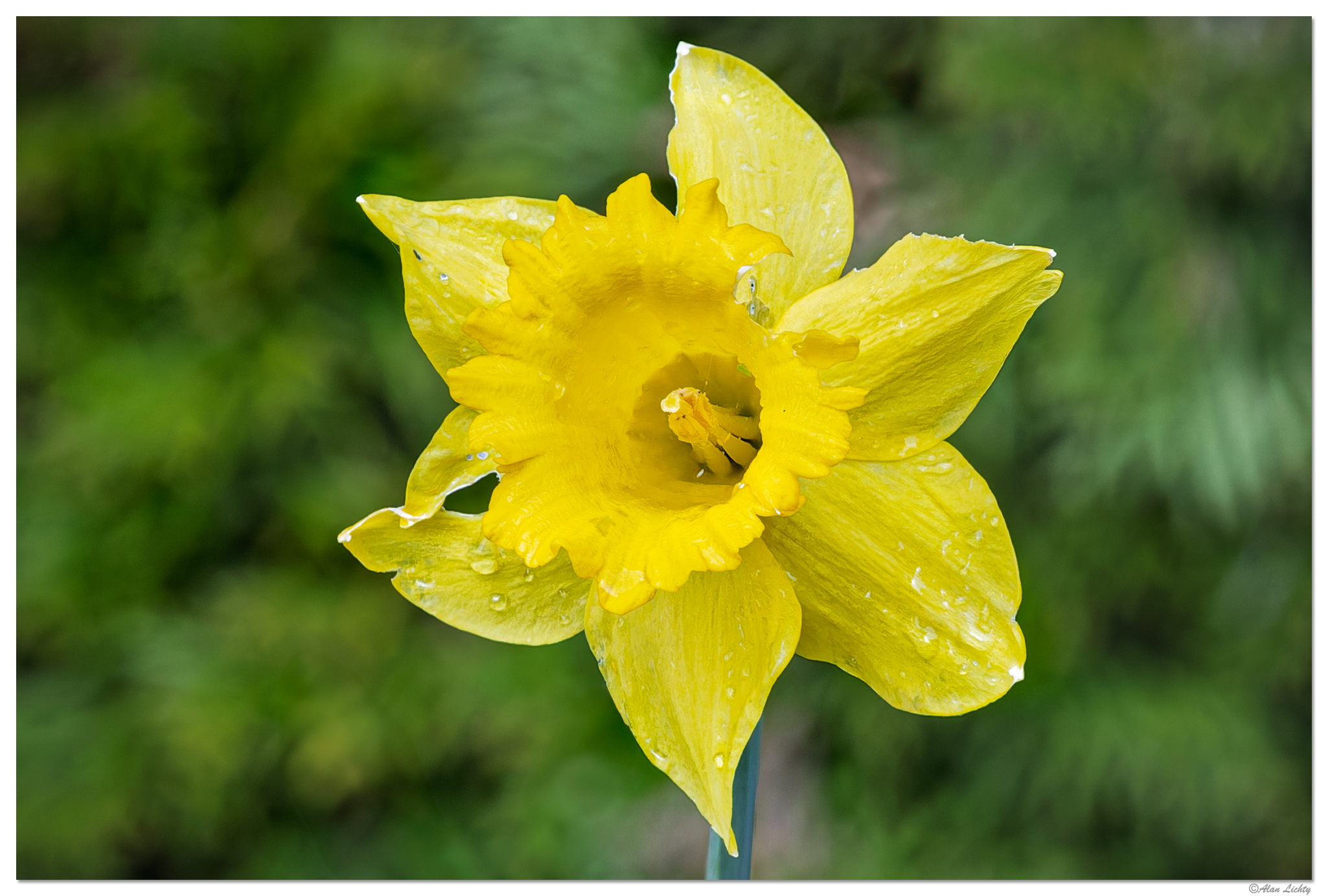CR5m2_Daffodil031525.jpg
