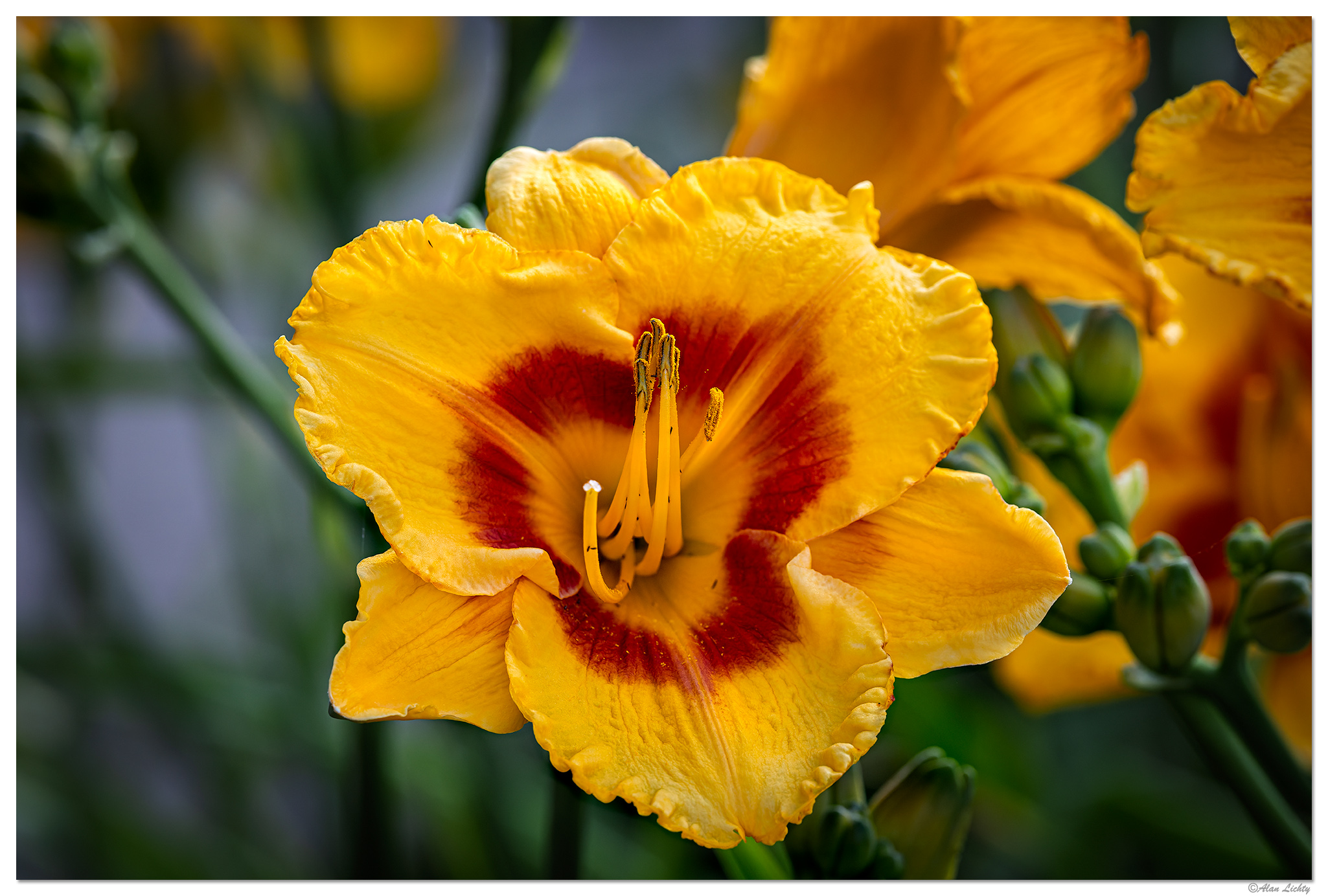 CR5m2_Daylily062225.jpg