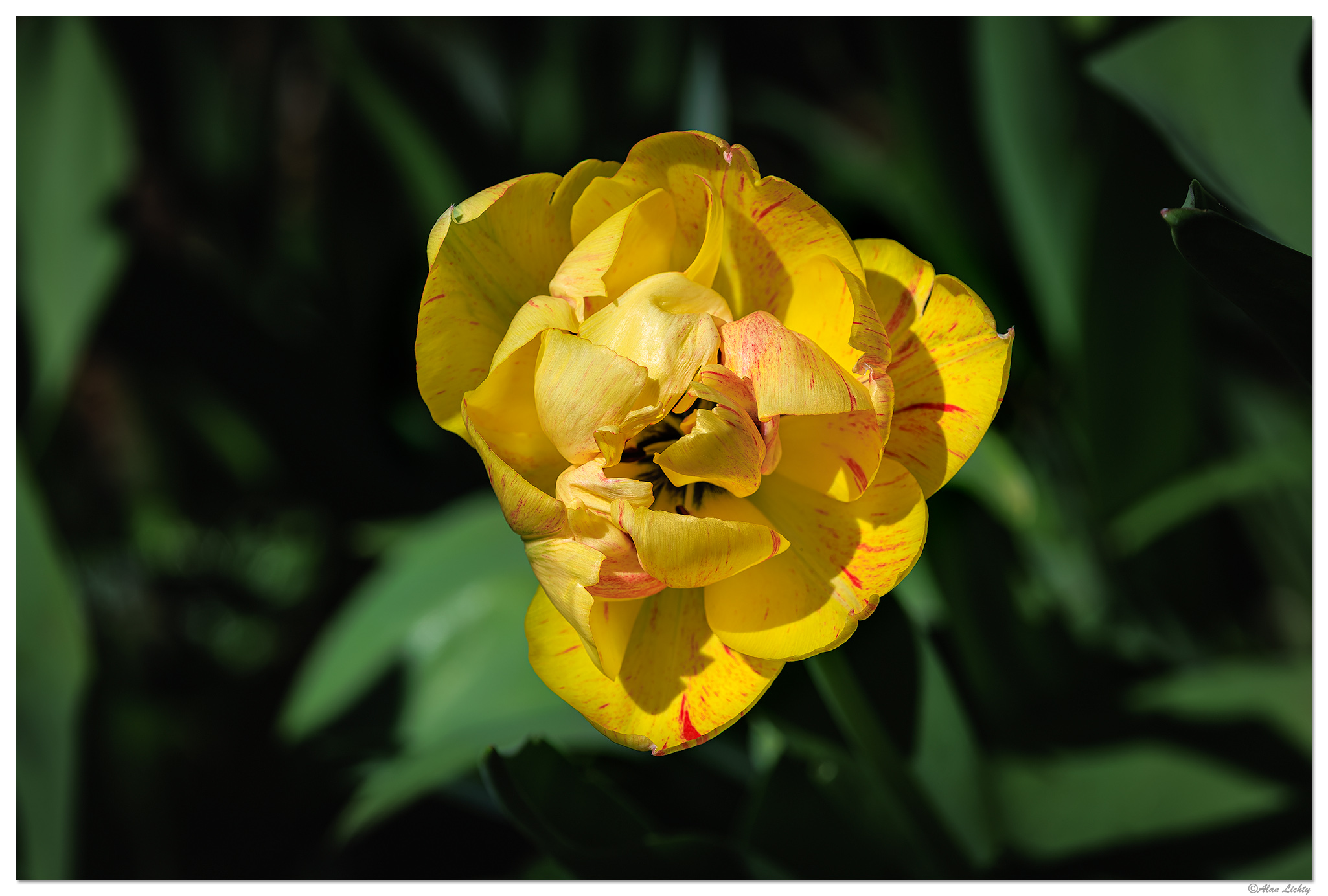 CR5m2_DOubleTulip033026.jpg
