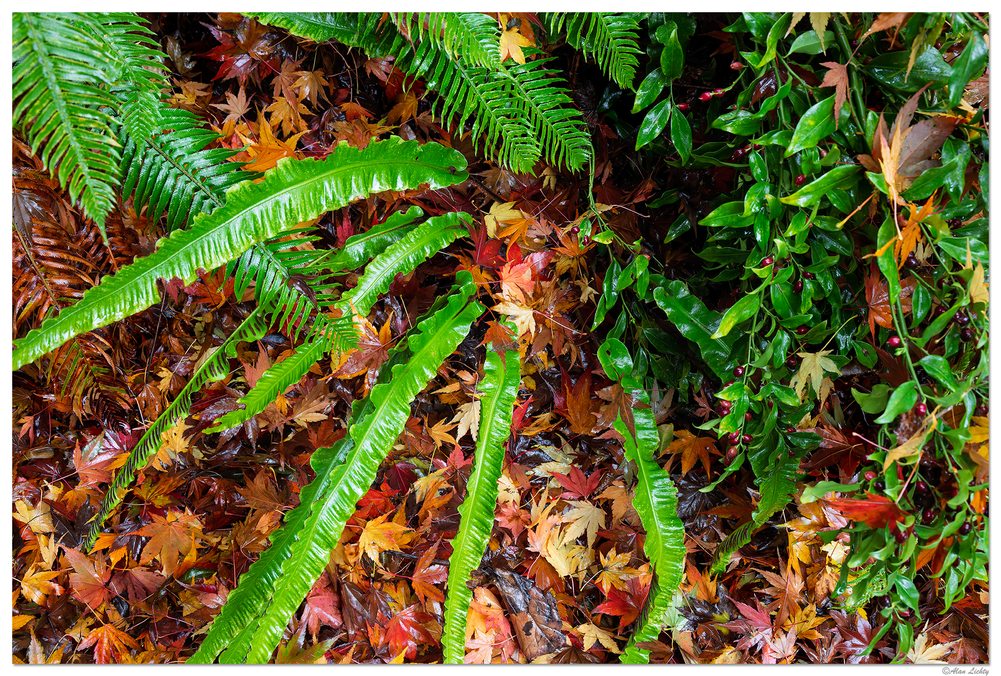 CR5m2_FallContrasts111724.jpg