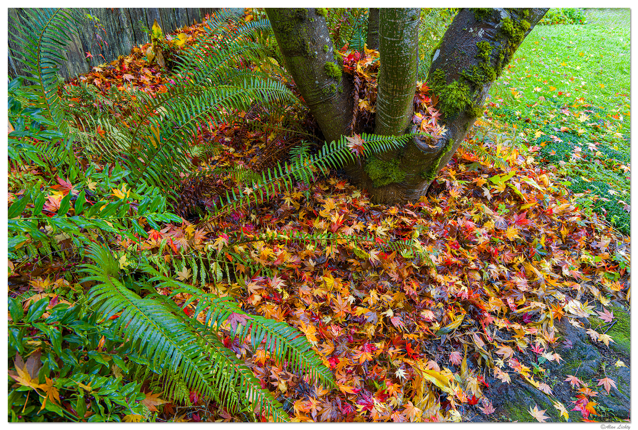 CR5m2_FallenMaple111724.jpg