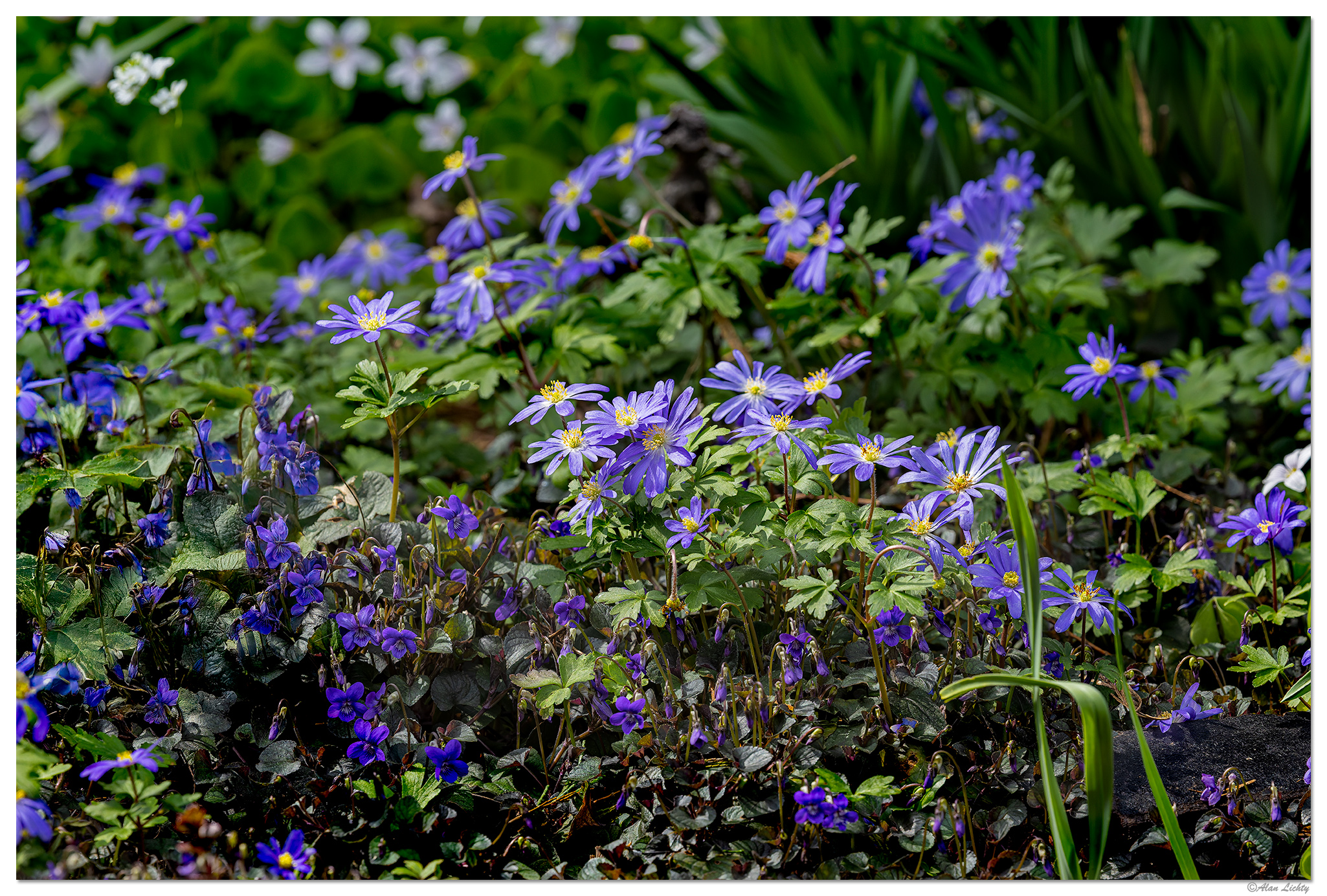 CR5m2_FlowerWars033025.jpg