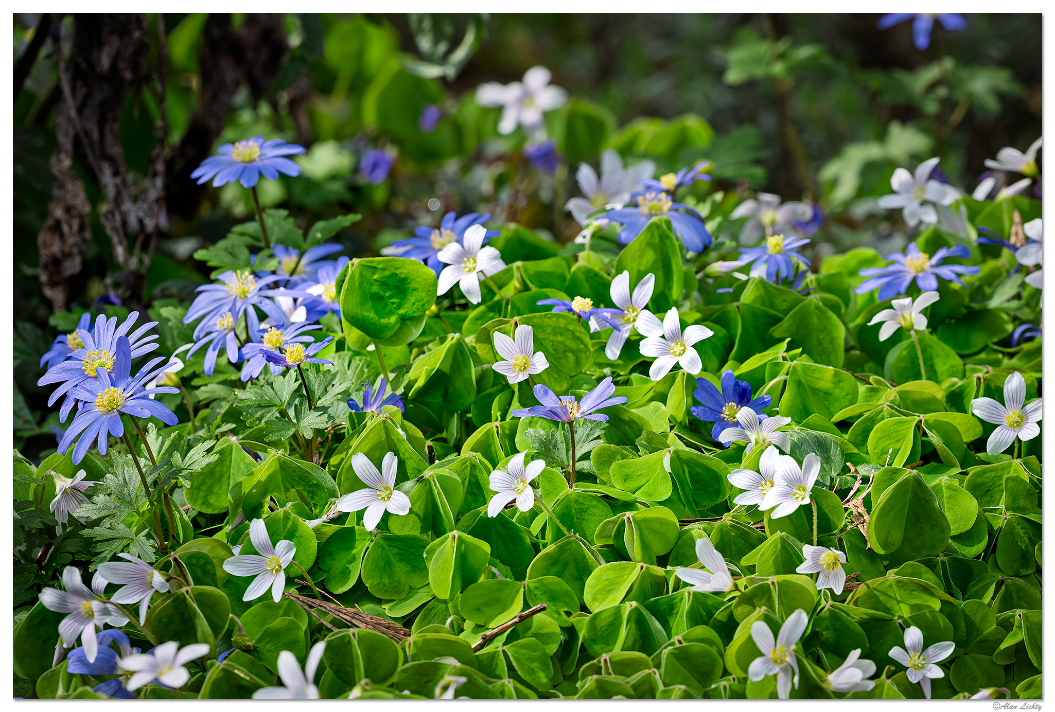 CR5m2_FlowerWars2033025.jpg