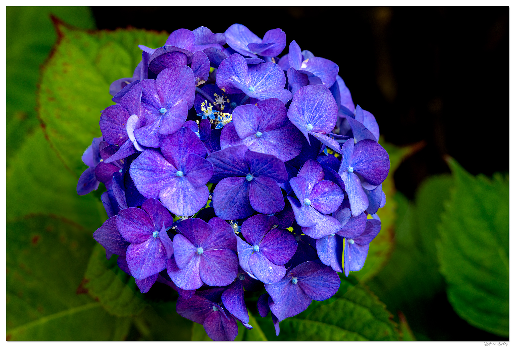 CR5m2_FlowerWithin072125.jpg
