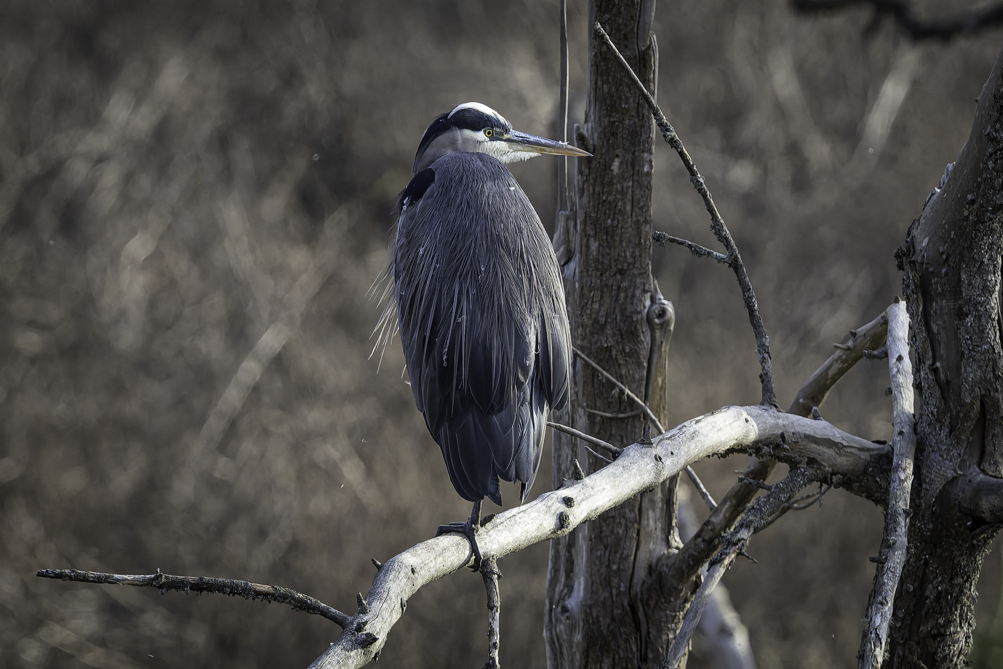 CR5m2_GBHSalmonCreek111225.jpg