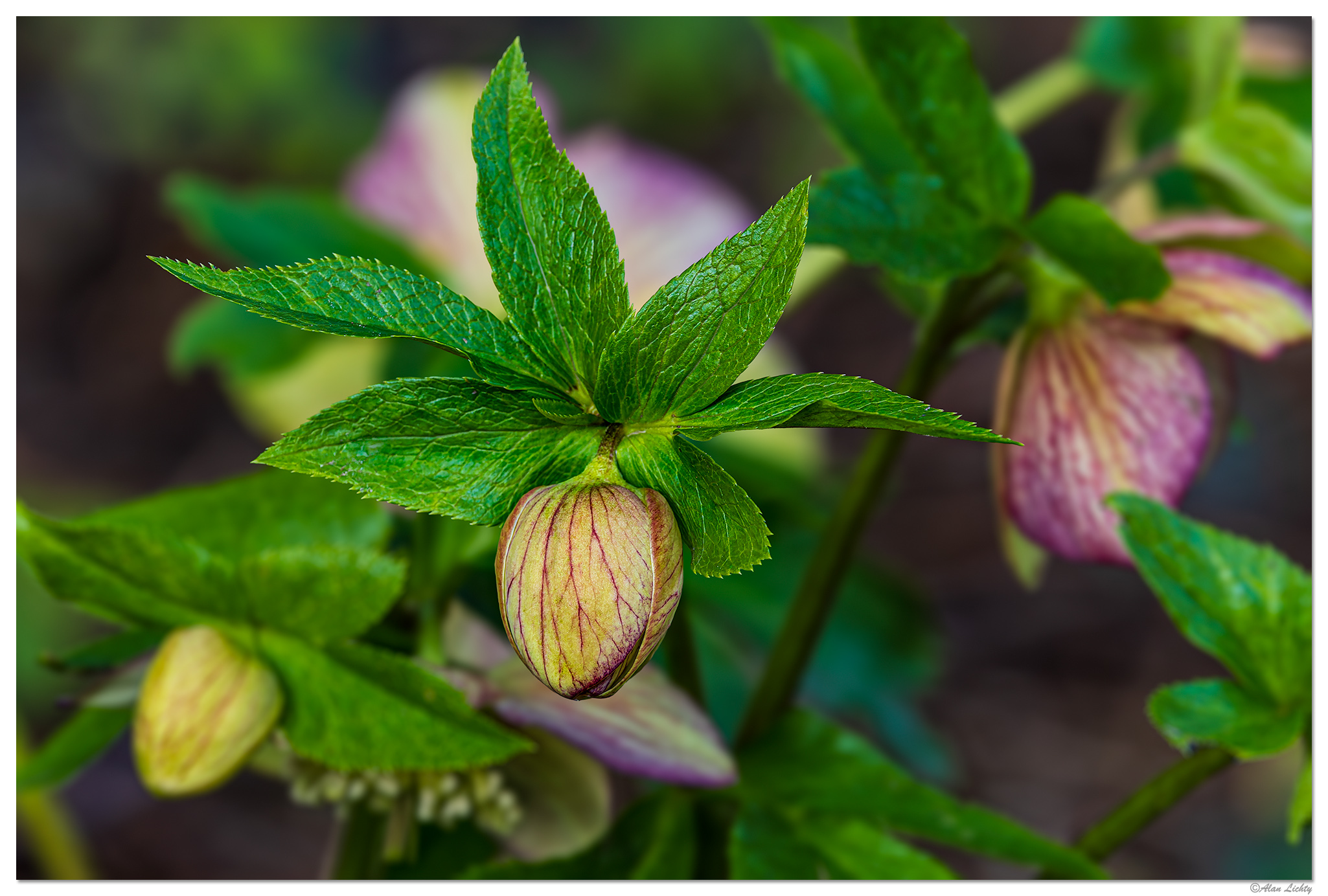 CR5m2_Hellebore030126.jpg