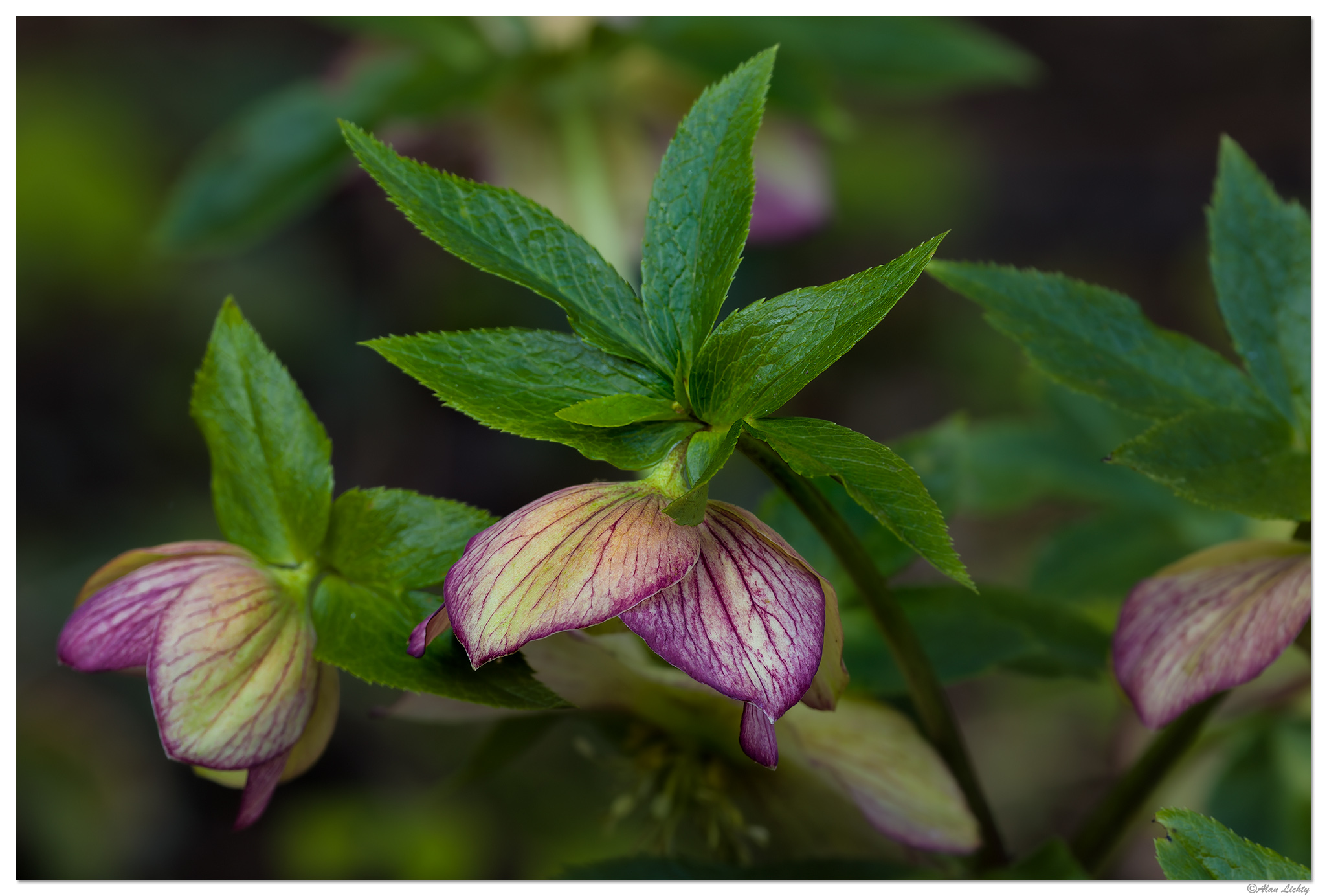 CR5m2_Hellebore031026.jpg