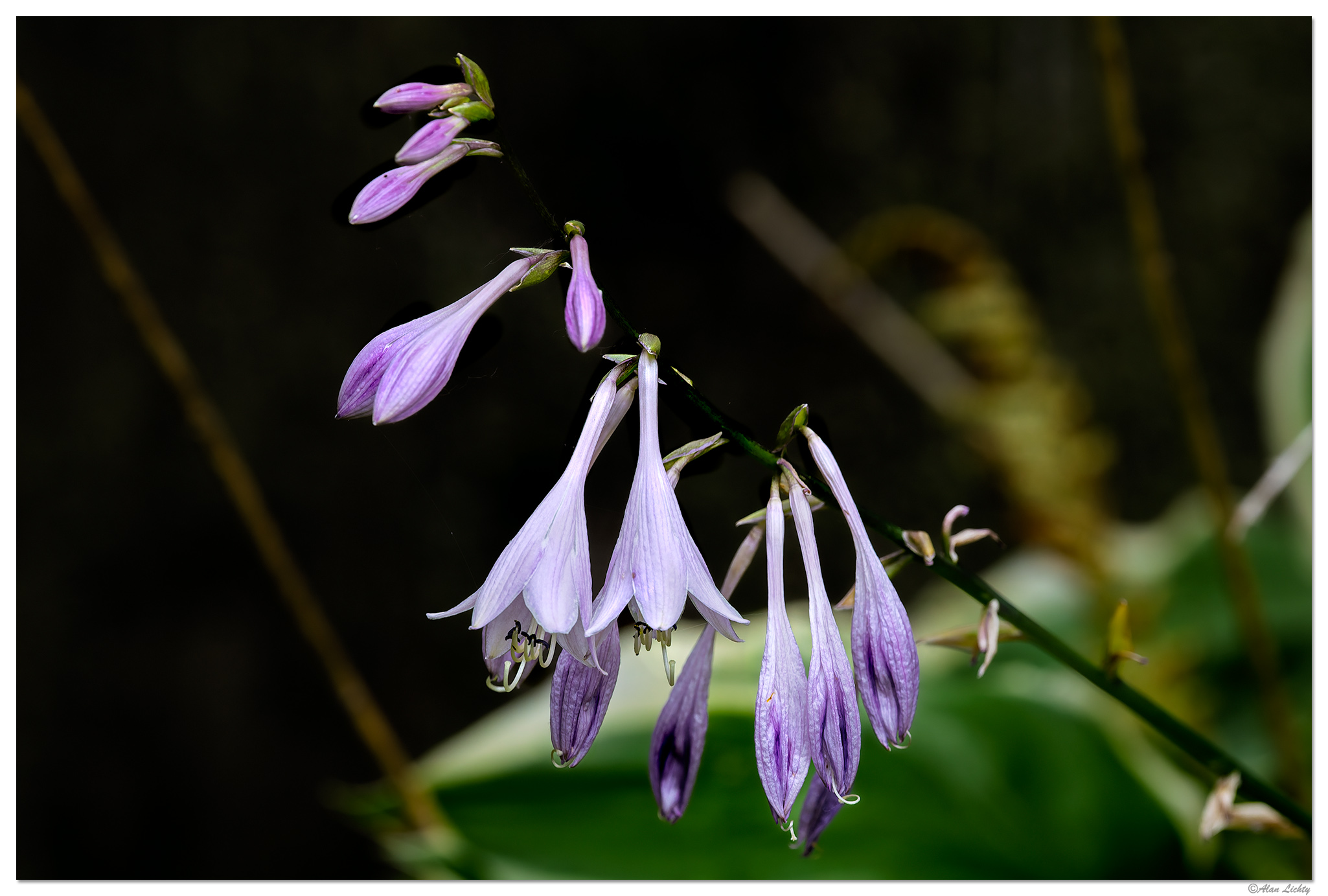 CR5m2_Hosta070925.jpg