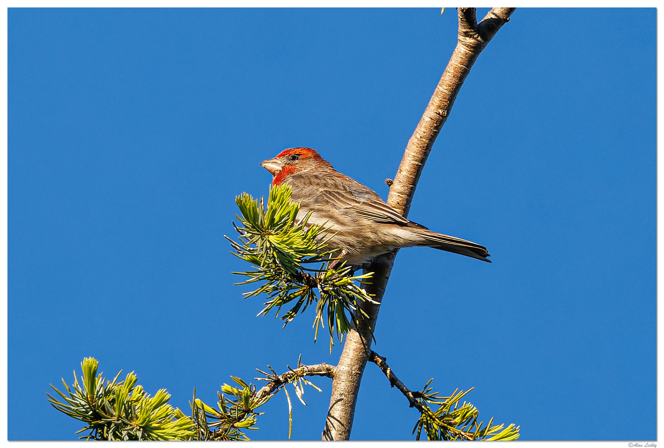 CR5m2_HouseFinch041725.jpg