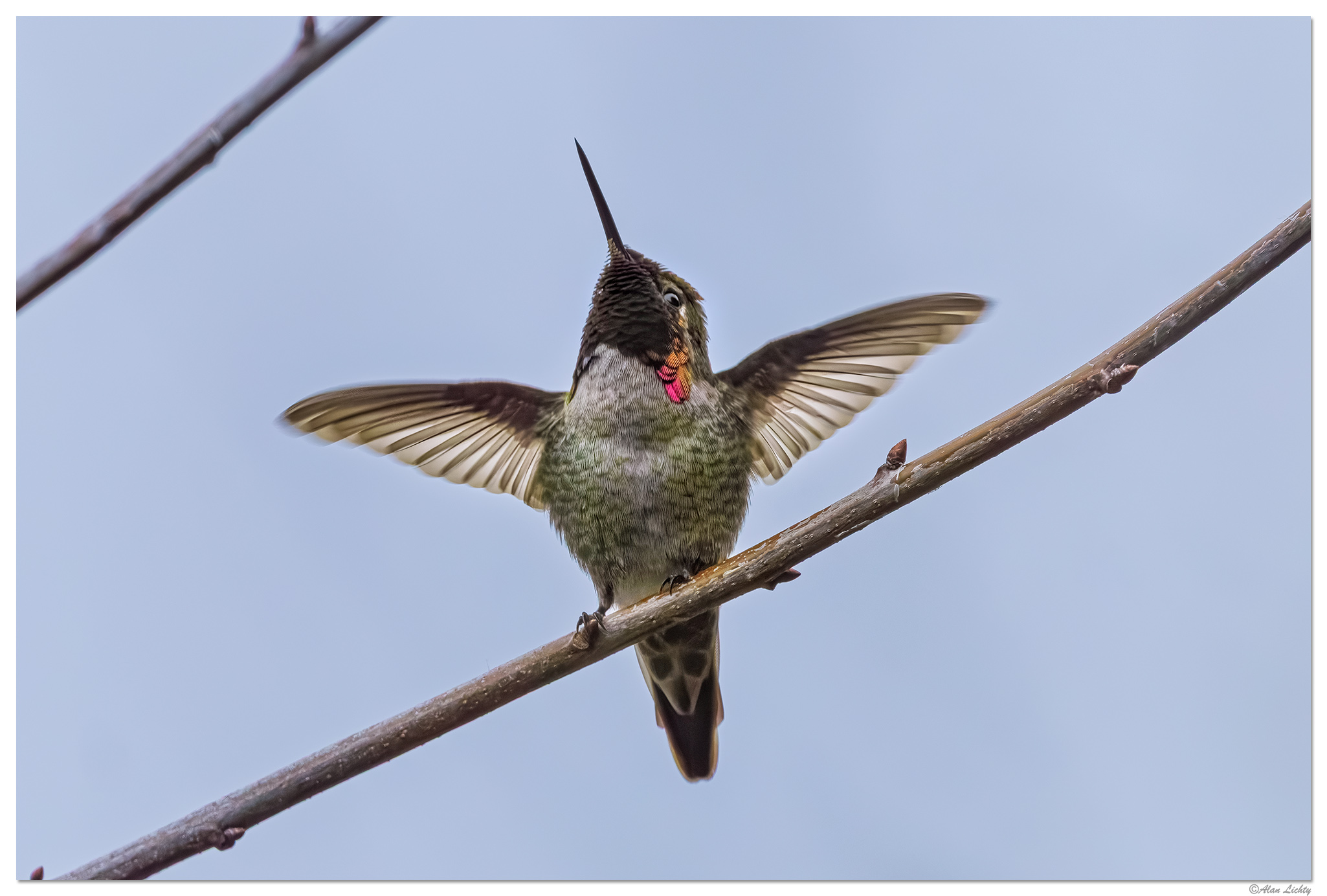 CR5m2_Hummer1020325.jpg