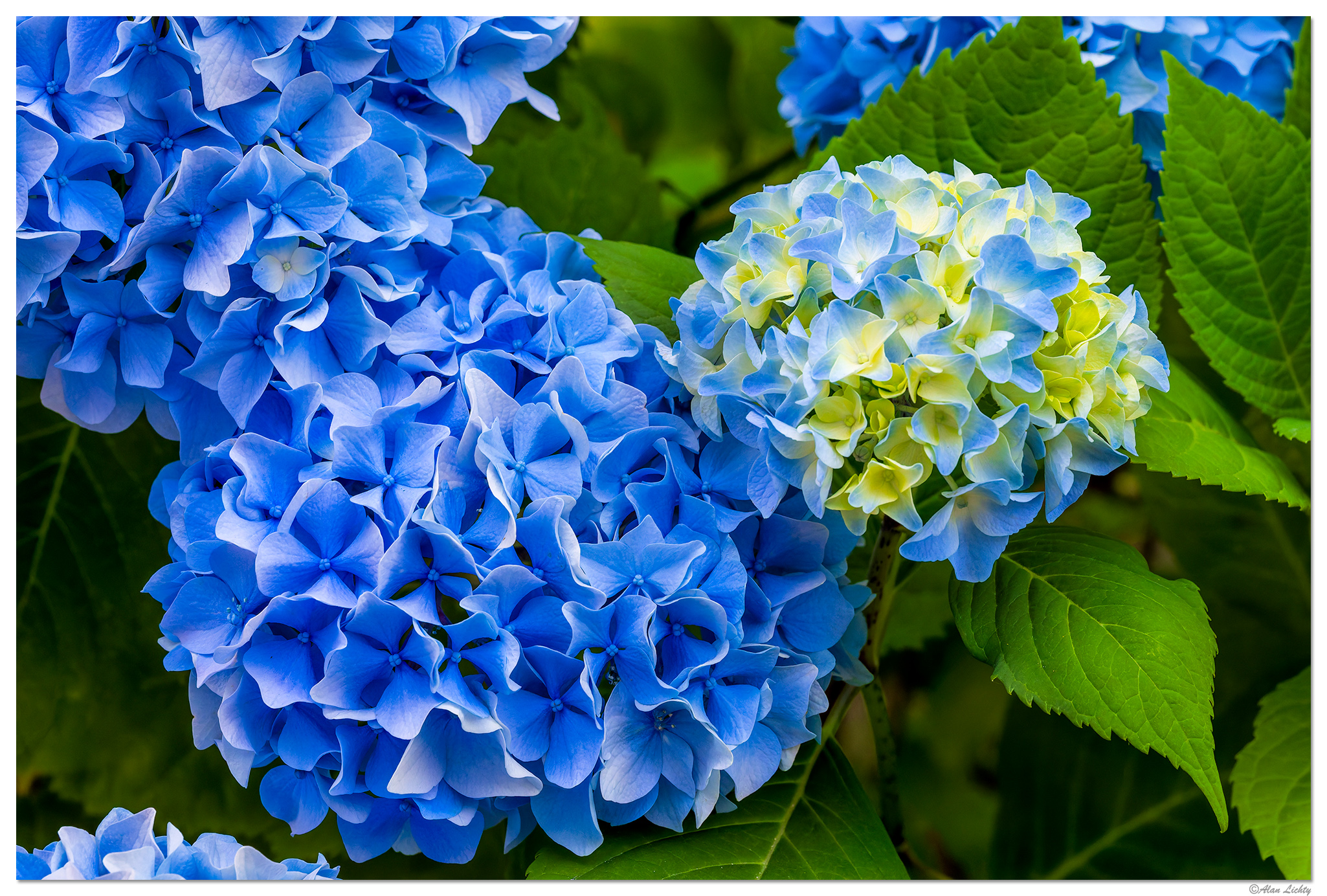 CR5m2_Hydrangea062326.jpg