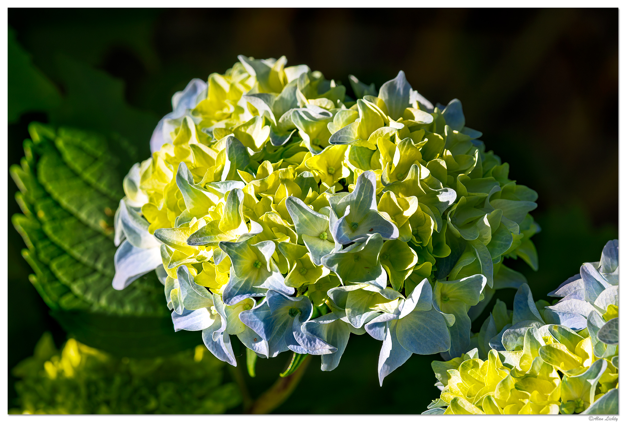 CR5m2_HydrangeaSun060725.jpg
