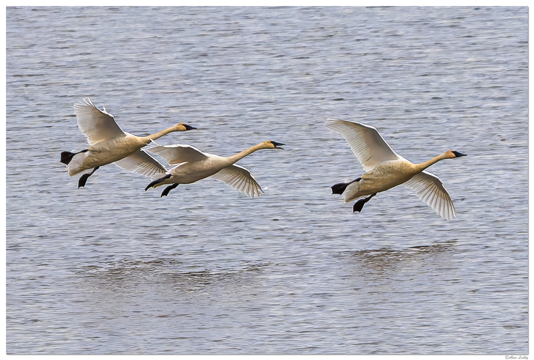 CR5m2_IncomingSwans121924.jpg