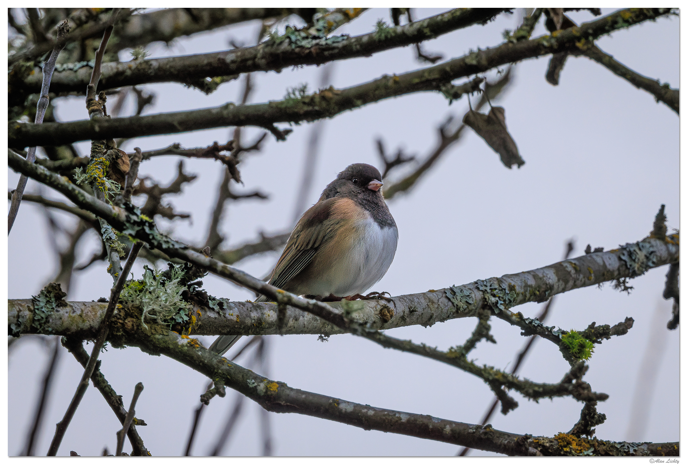 CR5m2_Junco020225.jpg