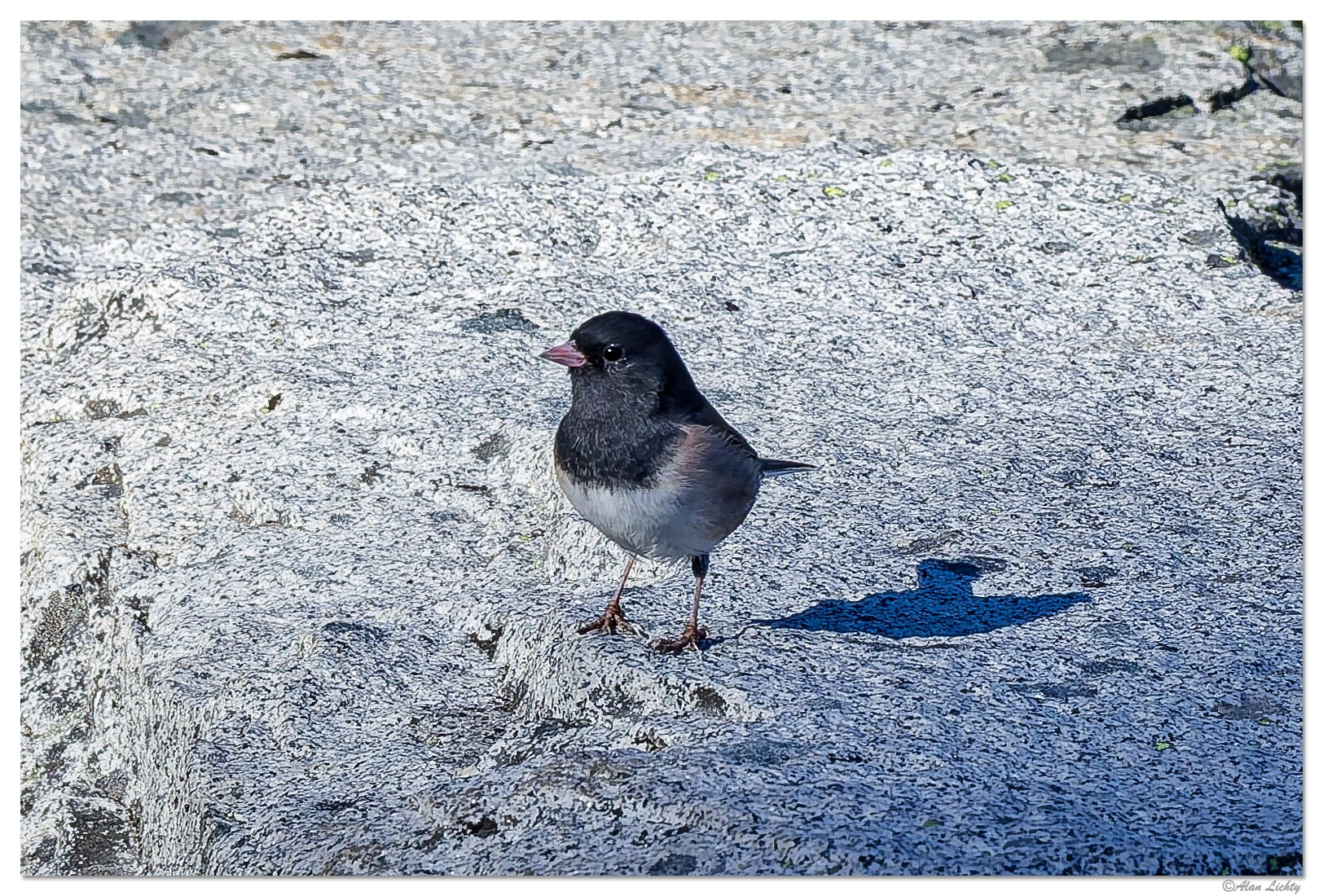 CR5m2_Junco092525.jpg