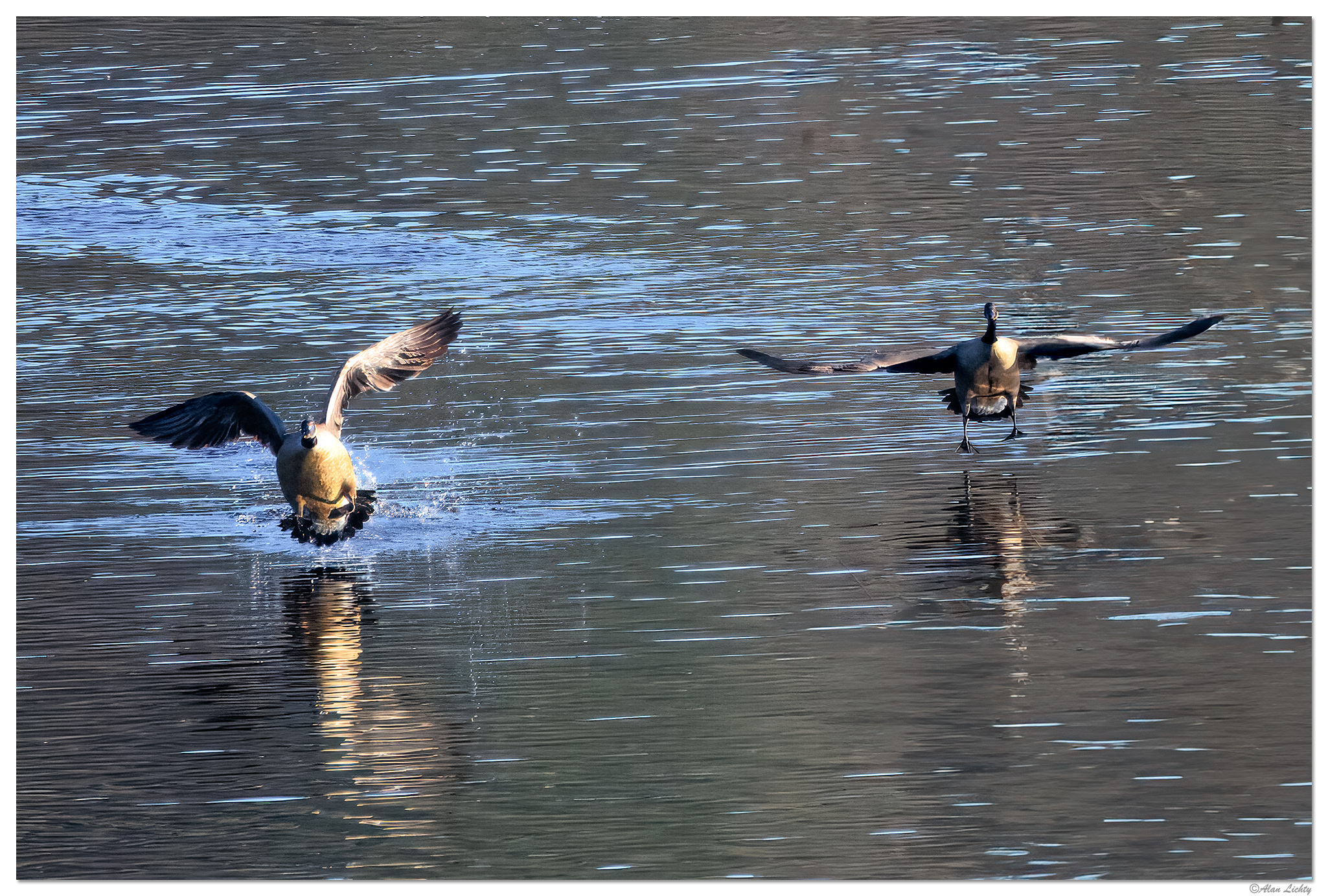 CR5m2_LandingCGeese112924.jpg