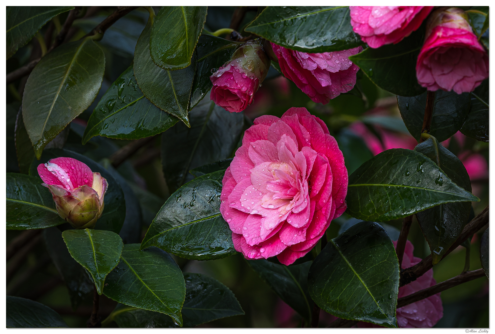 CR5m2_LastCamelia032925.jpg