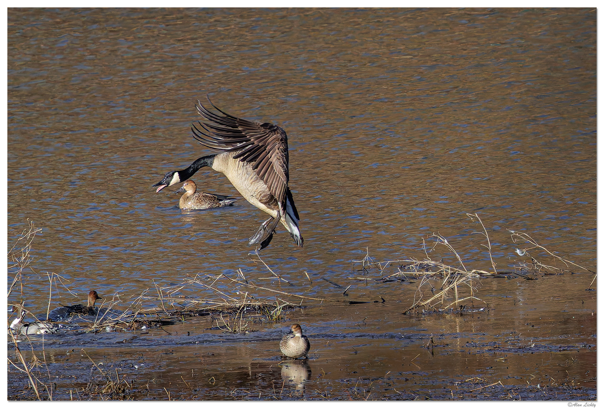 CR5m2_LooseGoose-2011825.jpg