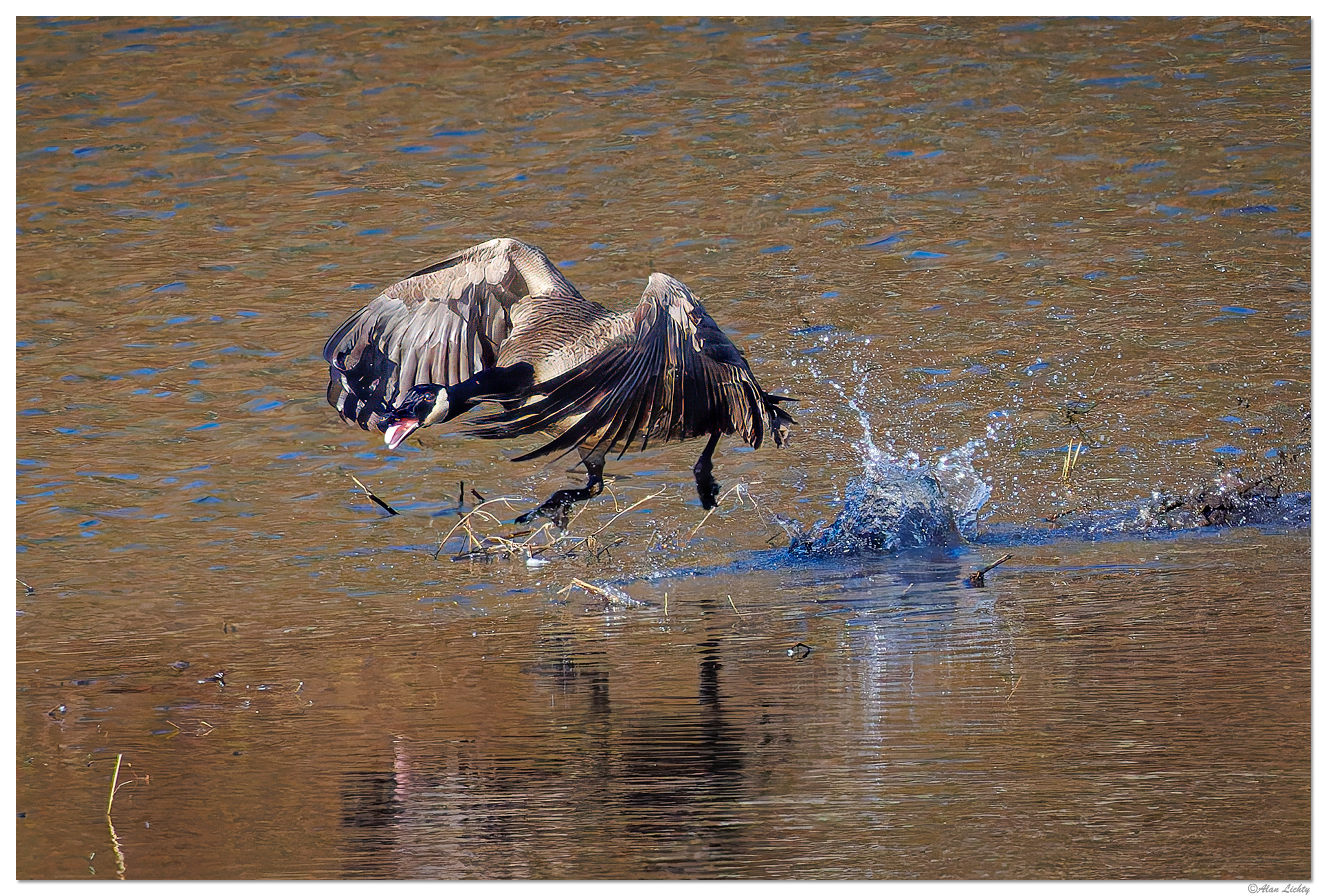 CR5m2_LooseGoose011825.jpg