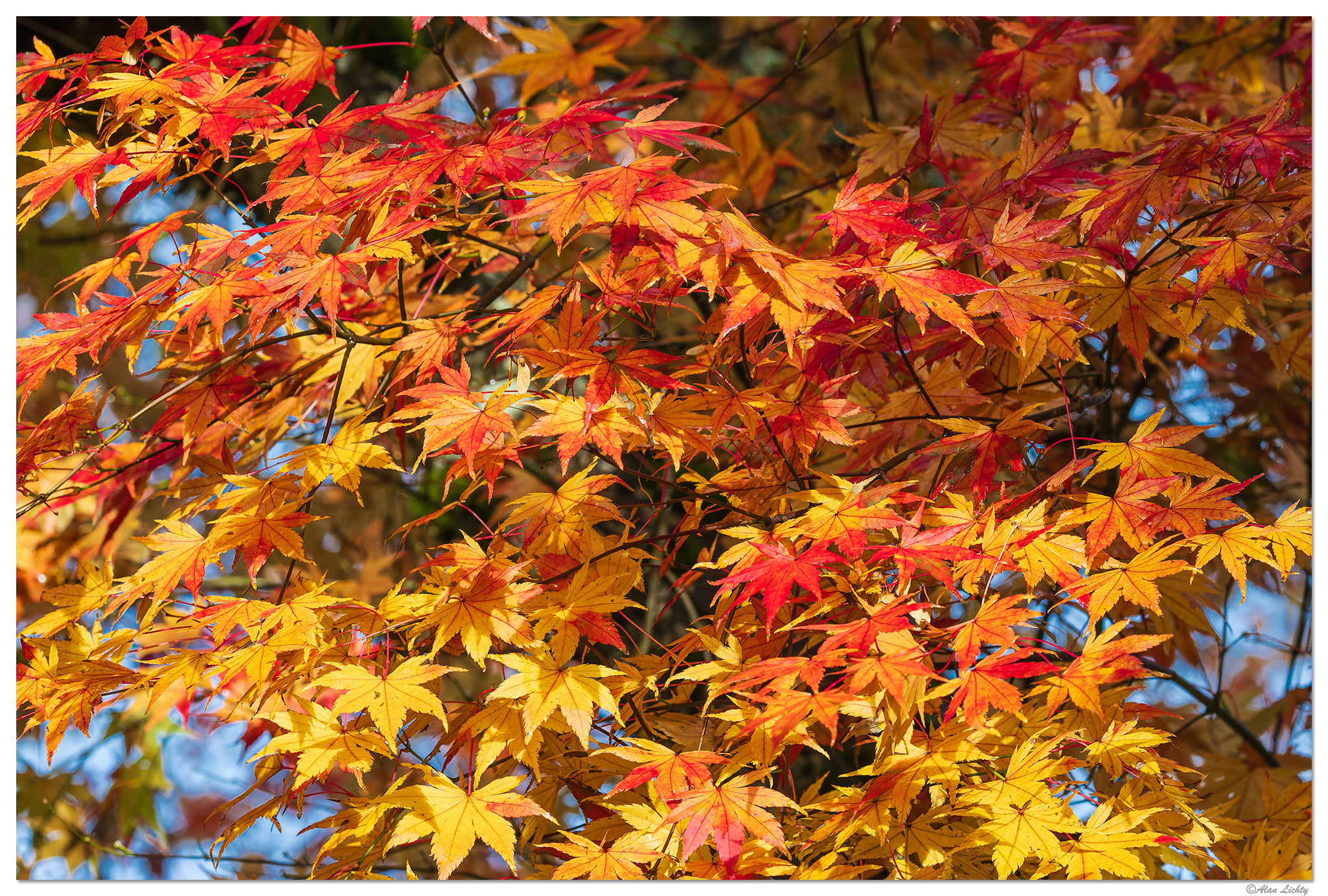 CR5m2_MapleColors110825.jpg