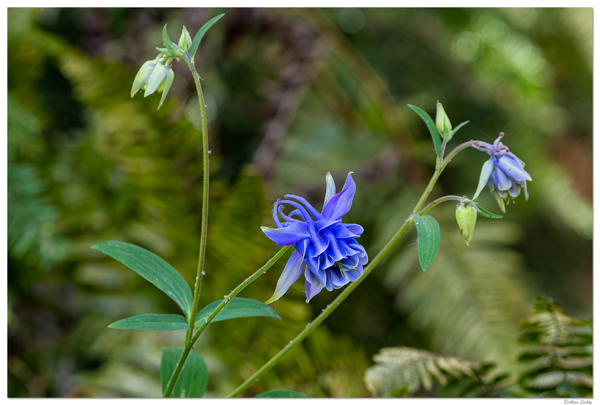 CR5m2_MFloraColumbine051026.jpg