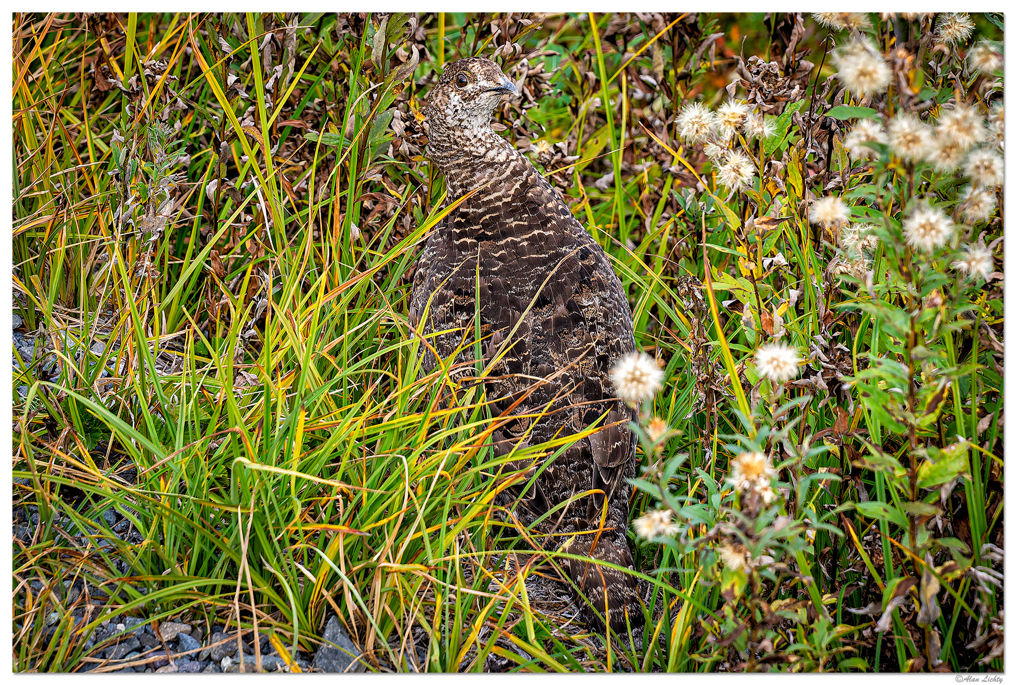 CR5m2_MRNPPtarmigan092525.jpg