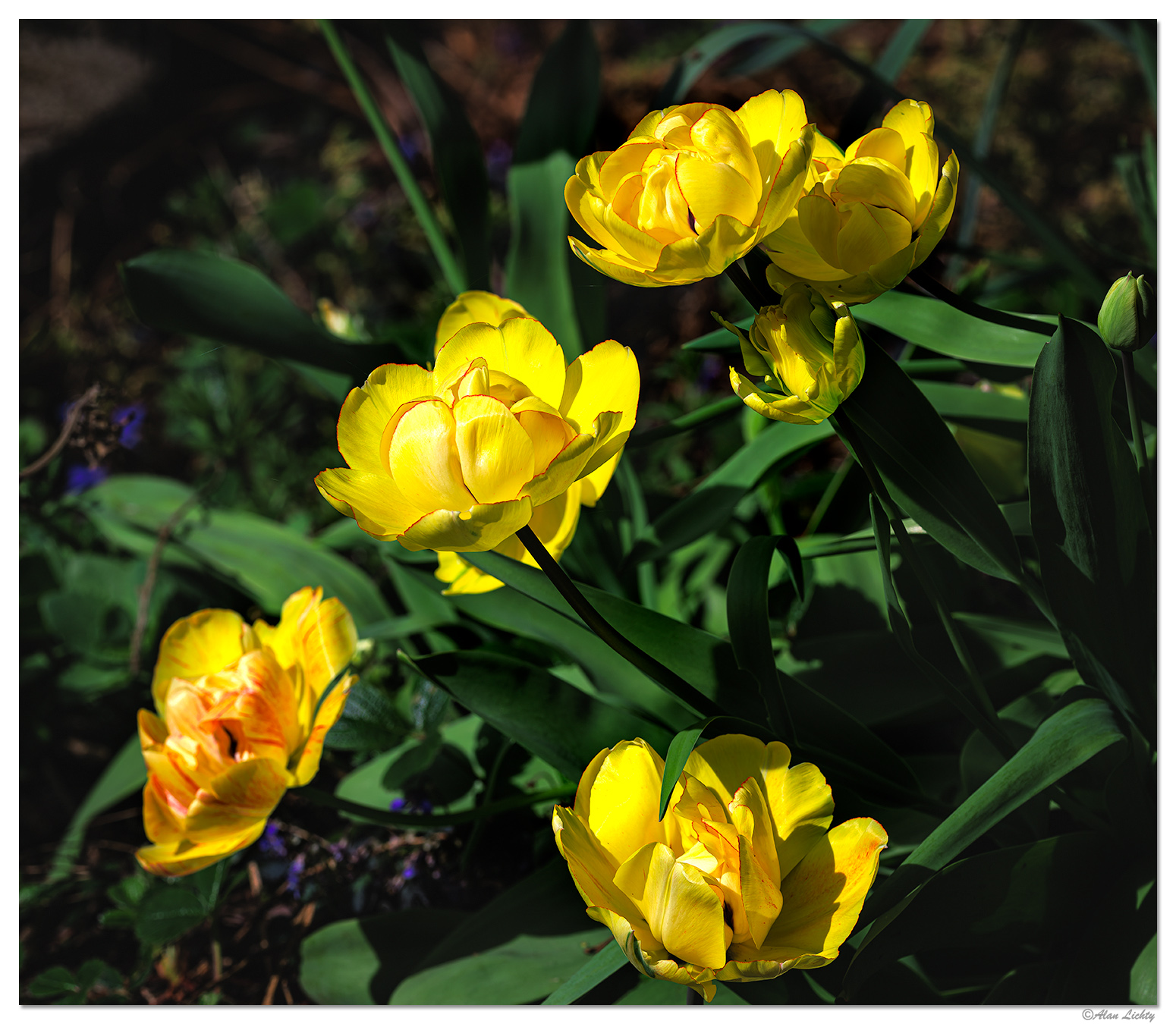 CR5m2_MultifloraTulips040526.jpg