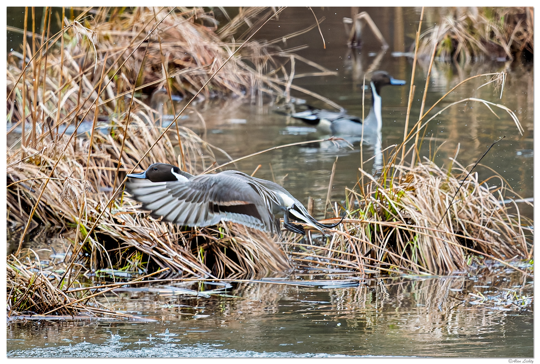 CR5m2_NPintail1022025.jpg