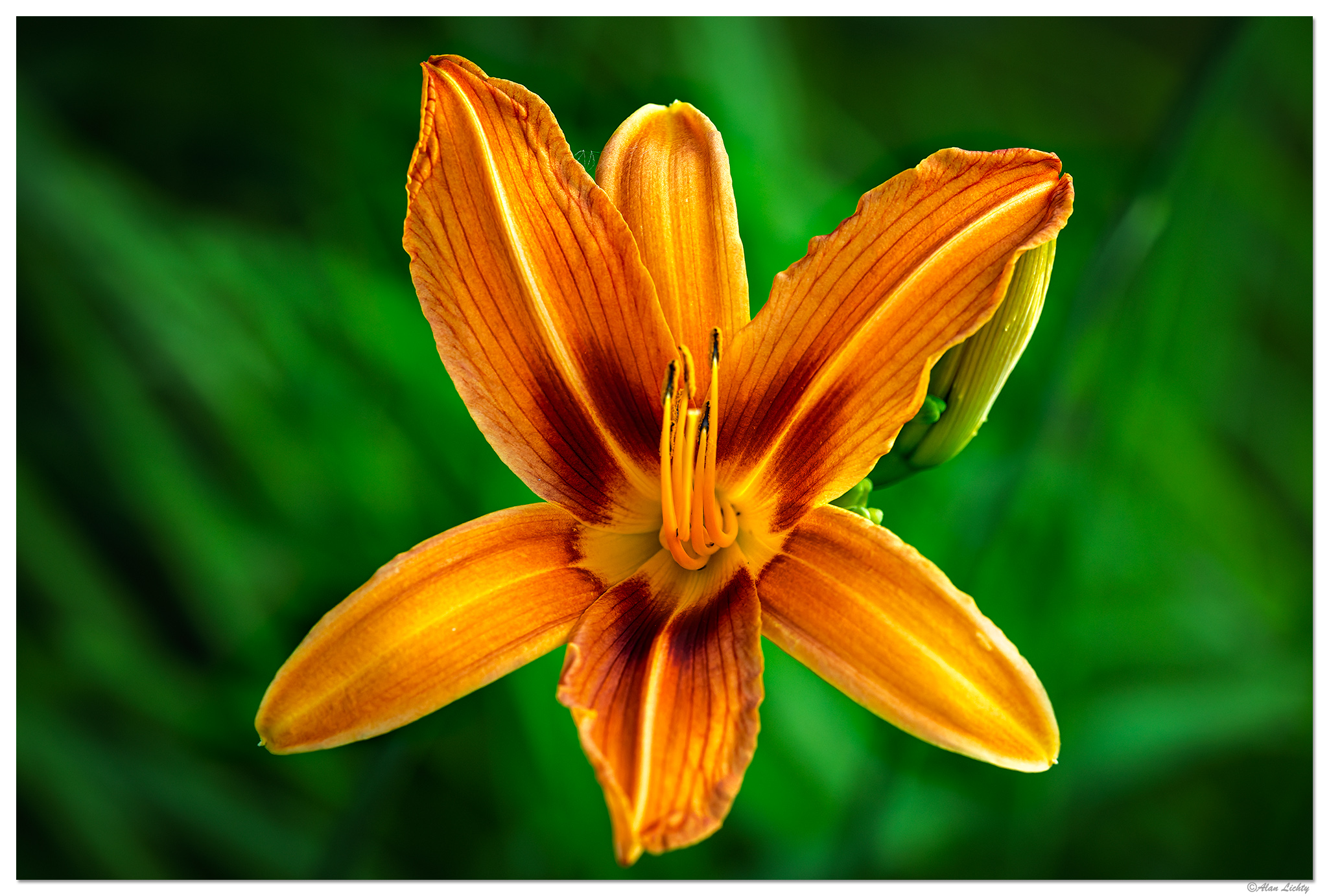 CR5m2_O1Daylily062225.jpg