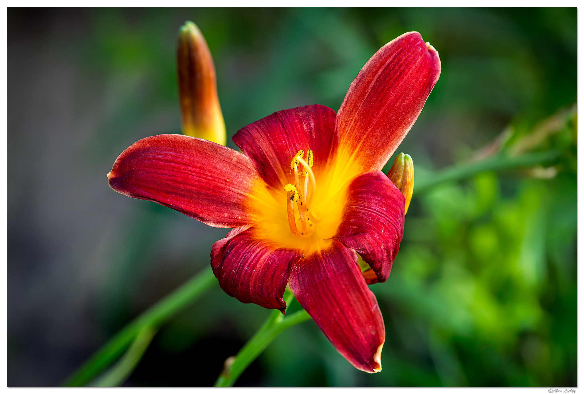 CR5m2_O2Daylily062225.jpg