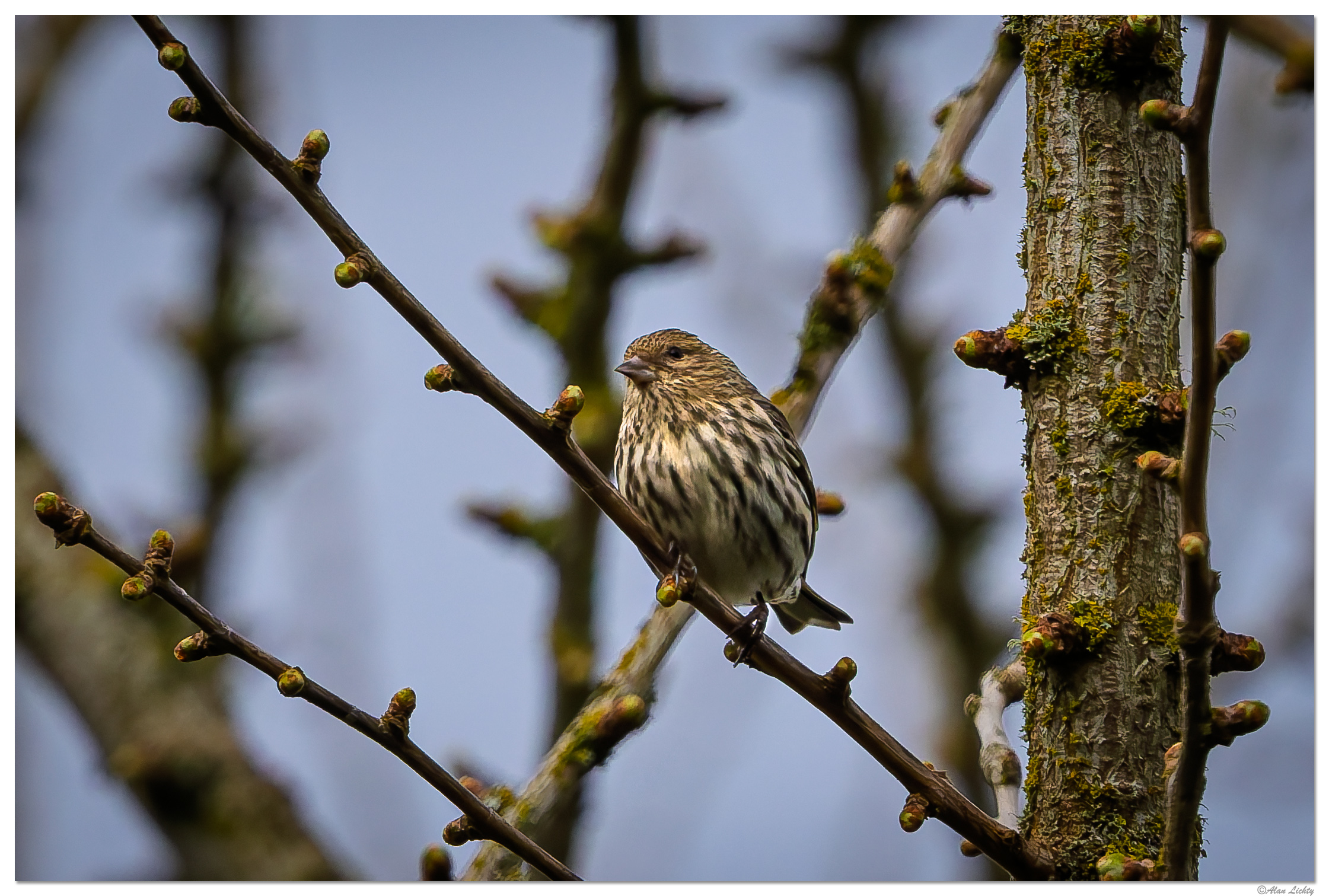 CR5m2_PineSiskin032225.jpg