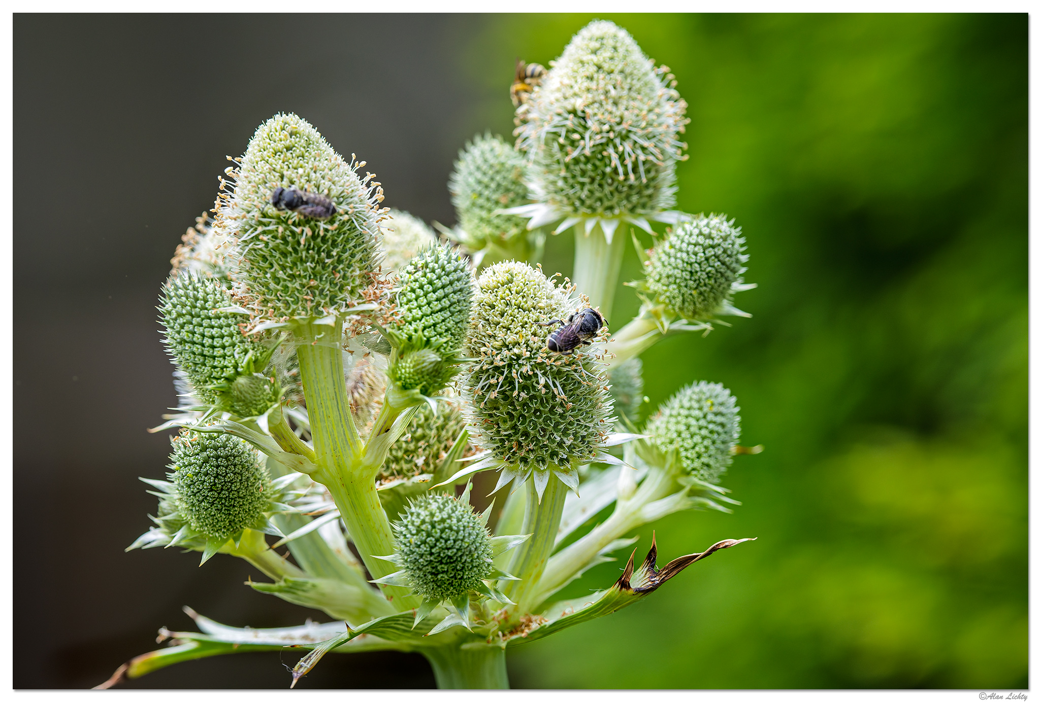 CR5m2_RattlesnakeMaster071025.jpg