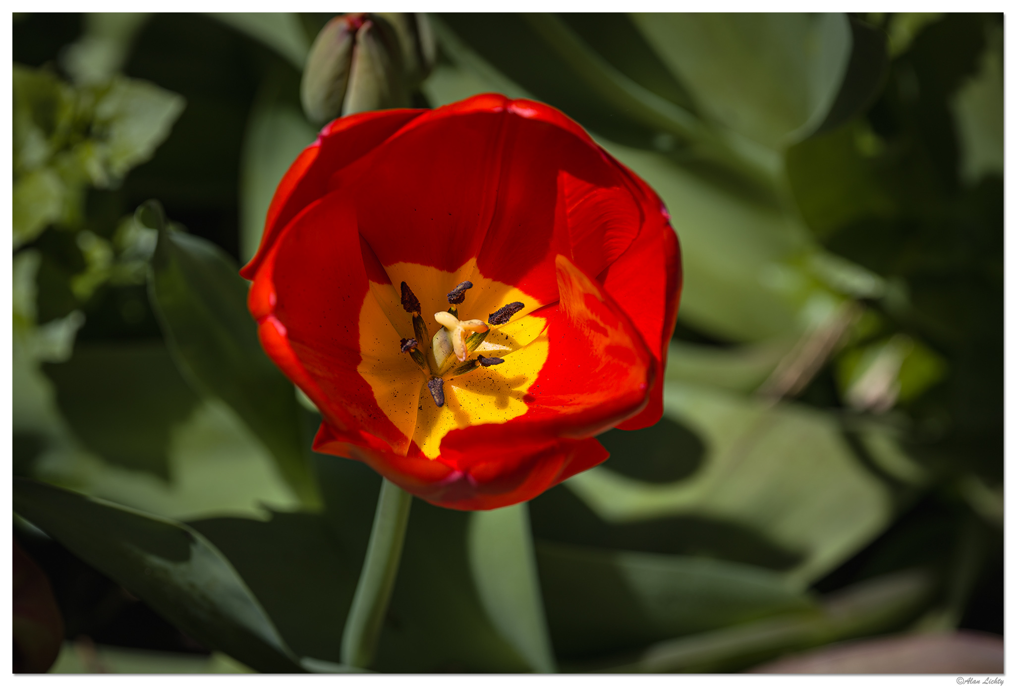 CR5m2_RedTulip033026.jpg